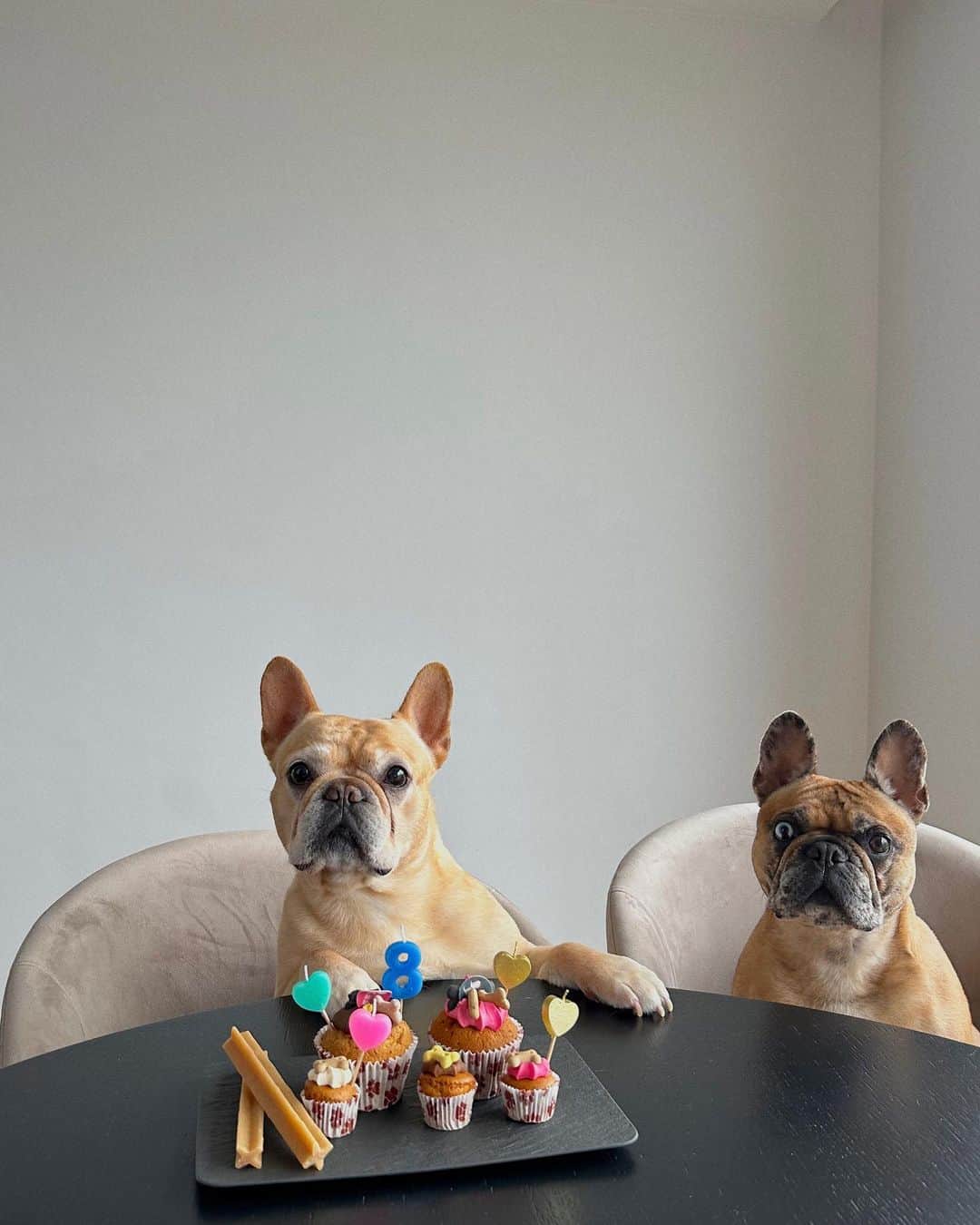 のインスタグラム：「Hoy cumple años nuestro perrito, nuestro hijo🤍 8 años del amor más puro e incondicional🥹 te amamos con todo nuestro corazón!」