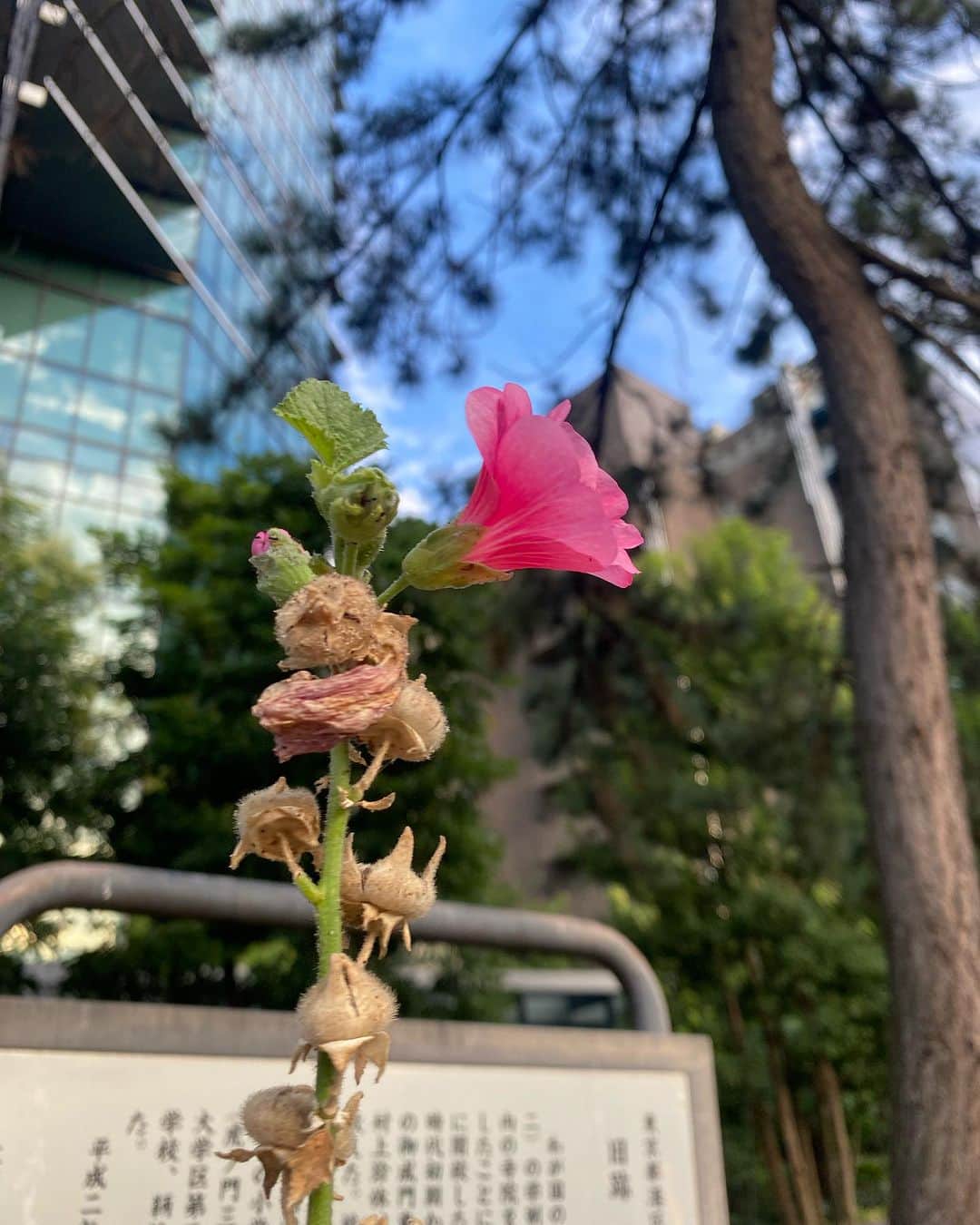 寺川奈津美さんのインスタグラム写真 - (寺川奈津美Instagram)「枯れたと思っていたタチアオイ、てっぺんに綺麗な花を！  #暑さにマケズ」8月1日 1時36分 - natumikannnn