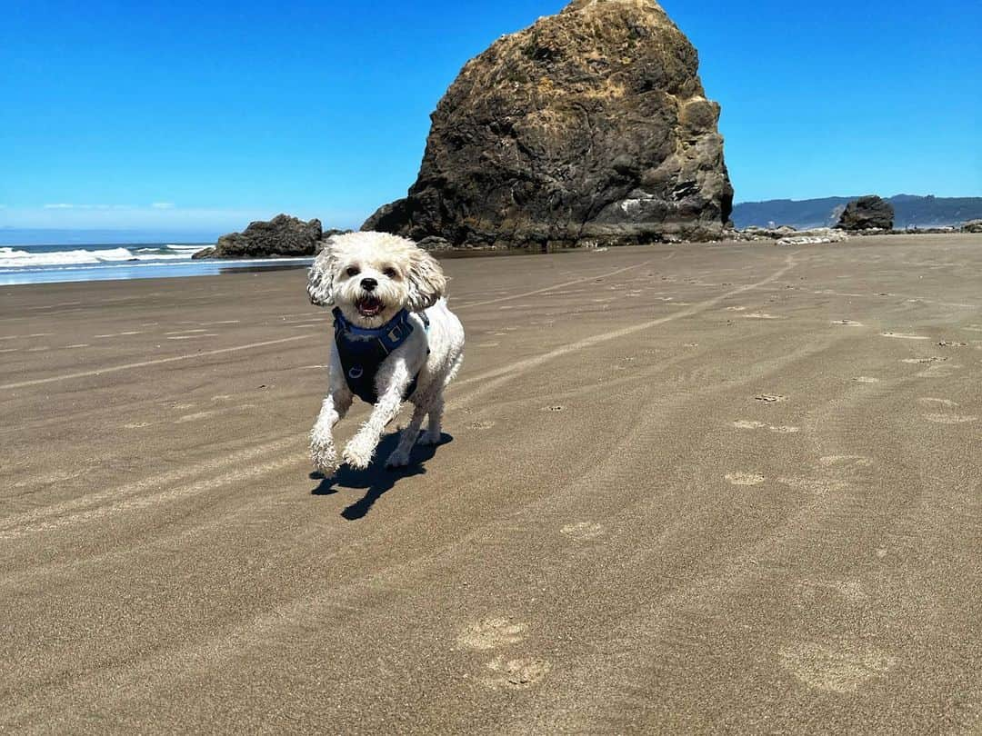 マリッサ・キャステリさんのインスタグラム写真 - (マリッサ・キャステリInstagram)「From our first beach adventure to our last. Oregon we are going to miss you!!😭😭」8月1日 2時48分 - marissacastelli