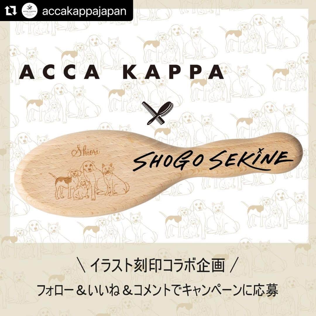 のインスタグラム：「抽選で３名さまに限りますが、 当選者さまの愛犬を描かせて頂きブラシにレーザー刻印しますよキャンペーンが今日からスタート🐶👋詳しくは下記のACCA KAPPAさんの投稿内容をチェックしてくださいねー！😉どんなワンちゃんを描くのか今から楽しみです🐶🐶🐶  『どうせこういうの当たらないしなぁ。。』だと当たる可能性すらゼロなのでぜひ😂👍笑 ・ ・ #Repost @accakappajapan with @use.repost ・・・ ＼フォロー&いいね＆コメントで当たる／  『ACCAKAPPA ペットコレクション』発売にあわせて抽選で3名様に、イラストレーターSHOGO SEKINE @shogosekine0319 さんにご自身の愛犬を描いていただき、そのイラストをヘアブラシに刻印するスペシャルなキャンペーンです！ さらにそのイラストをポストカードにしてプレゼント！ 皆さまのご応募お待ちしております。  【販売価格】 ヘアブラシ代金+刻印代金1,100円 ※ヘアブラシはプロテクションブラシno.945(5,720円)，no.946(6,600円)，no.947(6,600円)の3種からお選びいただけます（ワンちゃん用ブラシへの刻印ではございません）。 ※商品代金お振込み後イラスト制作開始となります。 ※金額はすべて税込みです。  【応募方法】 ① 公式インスタグラム（ @accakappajapan） をフォロー。 ② 本投稿にいいねをして、なんでも結構ですのでコメントを投稿してください。 ※すでに公式インスタグラム（@accakappajapan）をフォローされている方は、いいね＆コメント投稿で応募完了となります。  【応募期間】 8月1日(火)～8月13日(日)23時59分〆切り  【当選のご連絡】 8月14日(木) DMにてご連絡させていただきます。  【納期】 当選後メールにて愛犬の写真を送っていただきイラスト作成開始、10月上旬の発送を予定しています。 ※当選後はメールでのやり取りとなりますので info@accakappa.jp からのメール受け取れるようにしてください。  【注意事項】 ・今回のキャンペーンはワンちゃん限定とさせていただきます。ご提供いただく画像の注意事項につきましては、当選者さまに直接ご連絡いたします。 ・非公開アカウント設定の方、フォローが外れている方は抽選対象外になります。 ・当選時にアカウント削除、フォローを解除している場合、当選無効とさせていただきます。 ・アッカカッパ公式アカウントを装ったなりすましアカウントにご注意ください。 ・キャンペーン期間中にアッカカッパよりインスタグラムのDMを通して個人情報をお聞きしたり、URLをクリックするよう促したりすることはございません。 ・応募受付の確認・抽選方法・当選・落選等についてのご質問、お問い合わせはお受けいたしかねます。⁠ ・DMにて当選のご連絡をした後、1週間以内（8月20日までに）にDMへ応答のない場合は、当選が無効となります。 ・賞品の発送は日本国内への発送のみとさせていただいきます。 ・ご提供いただいたお客様の個人情報は、賞品の発送のみに利用し、他の目的での利用、第三者への提供、開示はいたしません。 ・本キャンペーンの内容は予告なく変更になる場合がございます。 ・投稿によって発生したトラブルにつきまして、一切の責任を負いかねますのでご了承ください。」