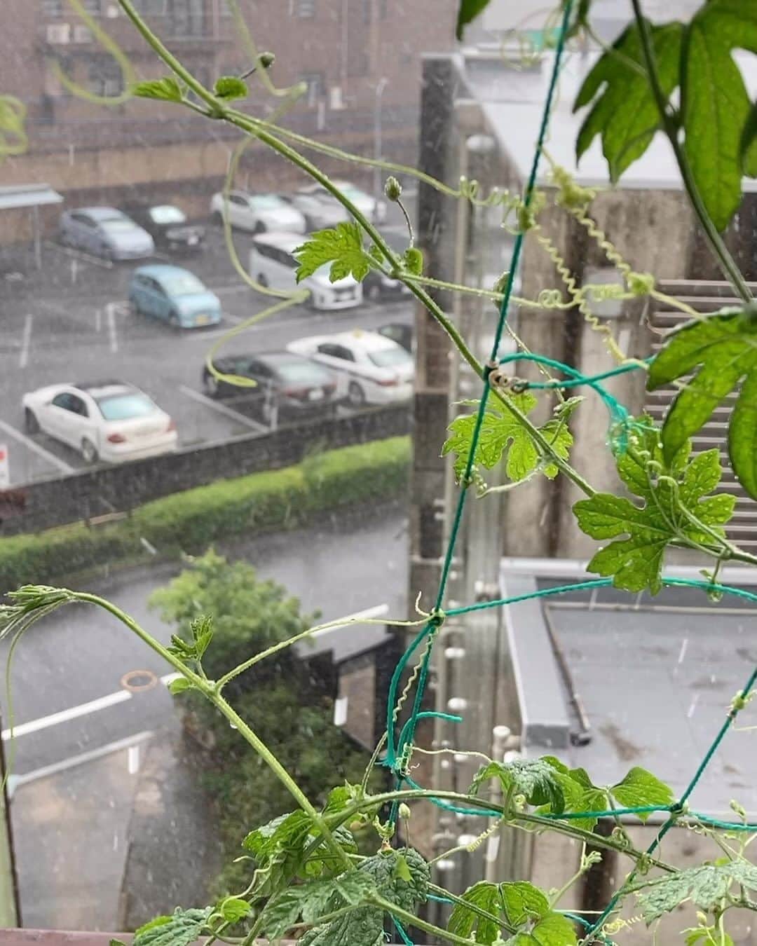 小谷あゆみのインスタグラム：「東京世田谷の空 なん週間ぶりの雨は雷雨⚡️ バリバリ 恵みの雨 野菜は喜んでます わたしも嬉しい」