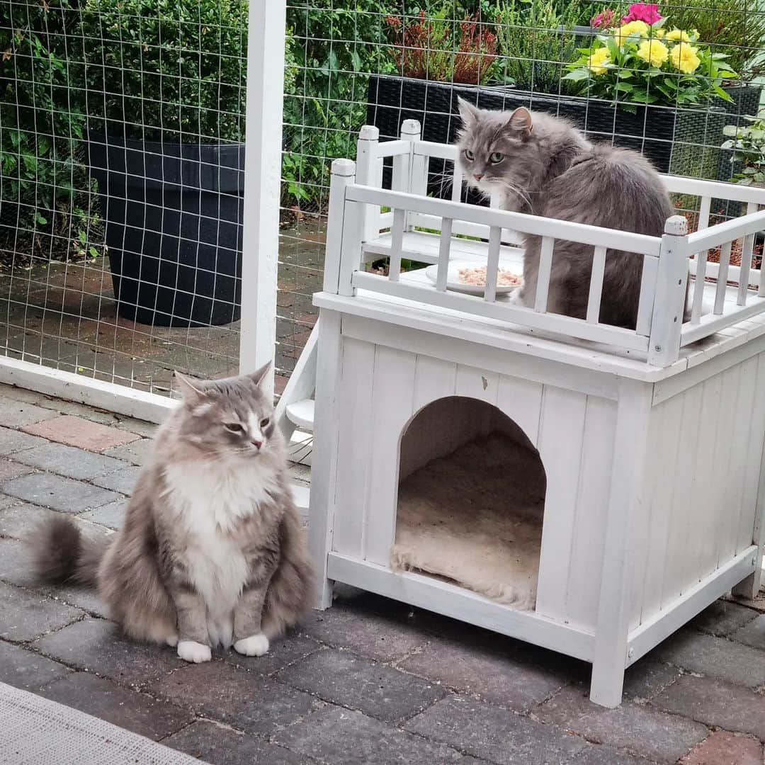 Nila & Miloさんのインスタグラム写真 - (Nila & MiloInstagram)「Waiting impatiently for Nila to be done with her breakfast. Also, we just broke the record with the wettest July this year since they started measuring back in 1874. August looks to be following suit. Remember when it didn't rain at all during May and June?! 🙄🙀😂 #cantwin #rainy #breakfast #siberiancat」8月1日 13時27分 - nilamilo