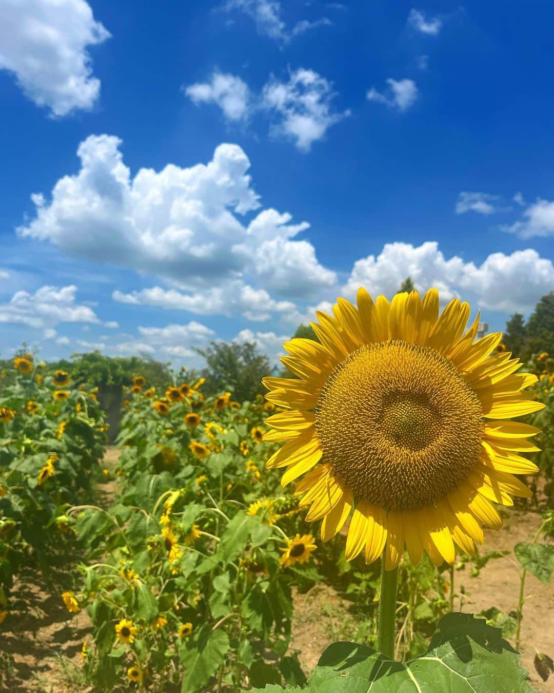 田中幸恵のインスタグラム：「___ . 🌻🌻🌻」