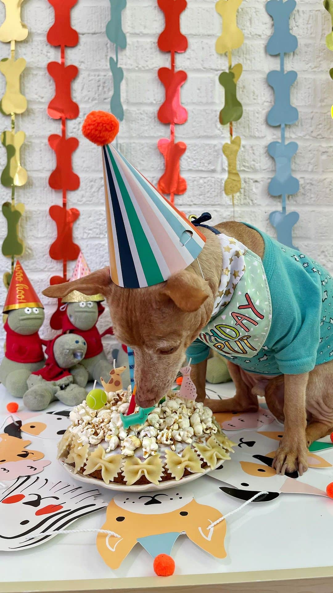 Tuna {breed:chiweenie} のインスタグラム：「An ode to his love for home-made, doggy-friendly, popcorn, birthday, noodle cake. #getinmybelly #🎂 #happybirthday #13」
