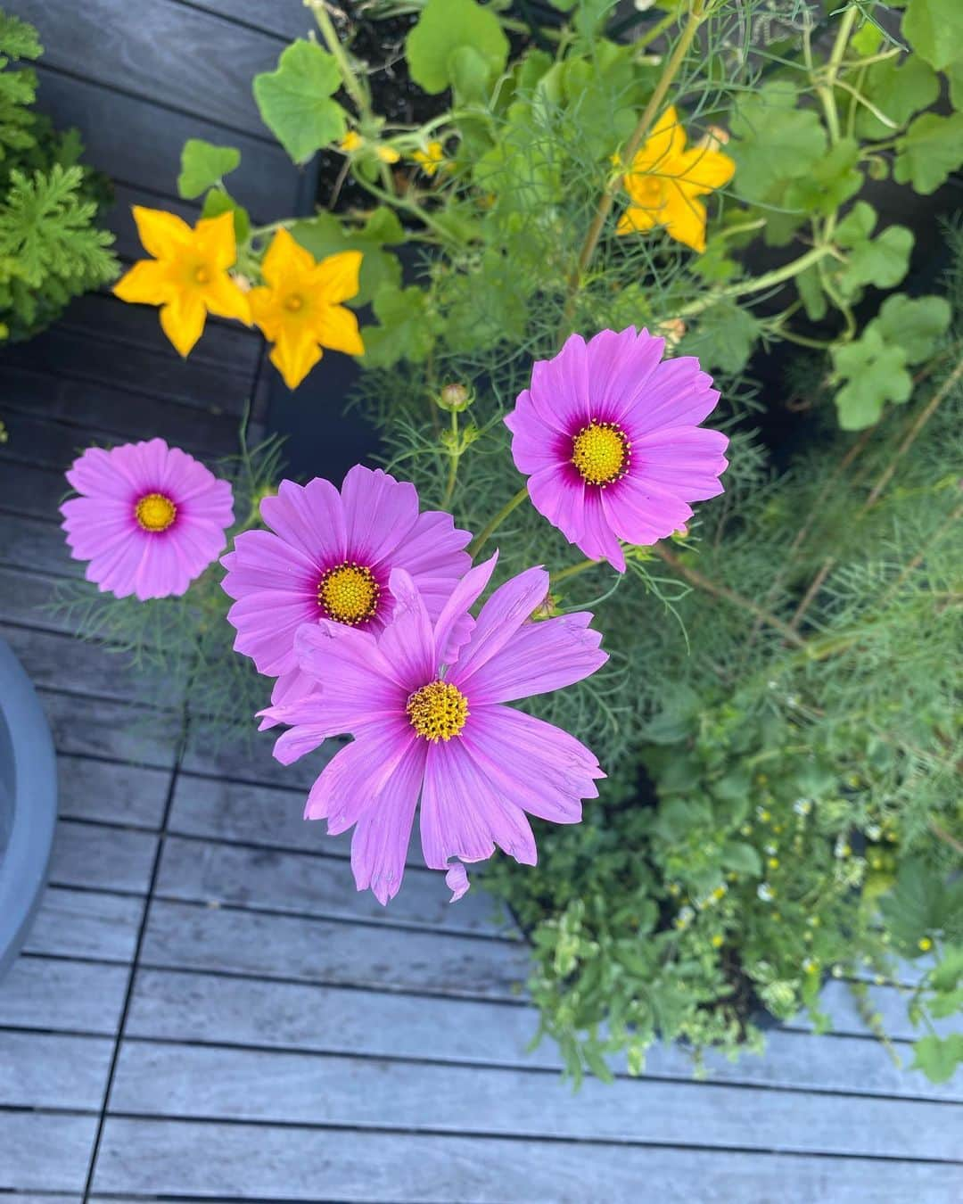 アリー・レイズマンさんのインスタグラム写真 - (アリー・レイズマンInstagram)「Flowers from the garden 💞」8月1日 6時08分 - alyraisman