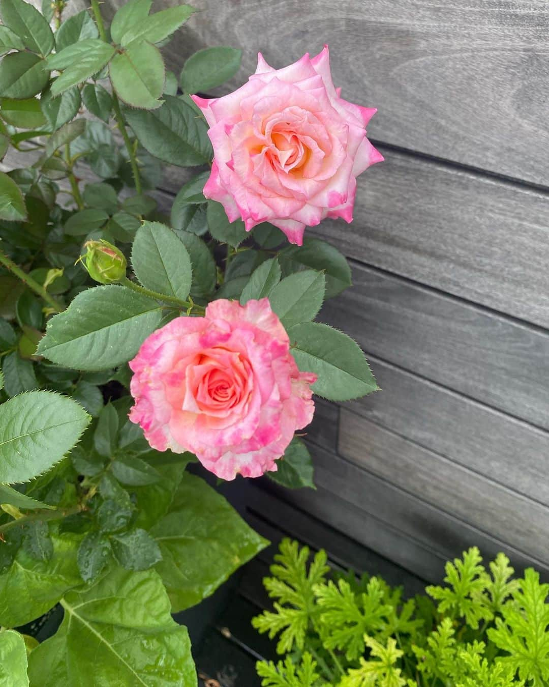 アリー・レイズマンさんのインスタグラム写真 - (アリー・レイズマンInstagram)「Flowers from the garden 💞」8月1日 6時08分 - alyraisman