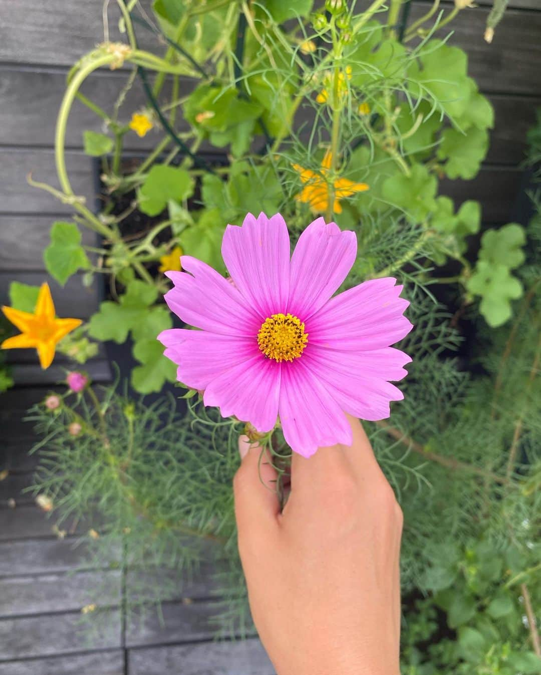 アリー・レイズマンさんのインスタグラム写真 - (アリー・レイズマンInstagram)「Flowers from the garden 💞」8月1日 6時08分 - alyraisman