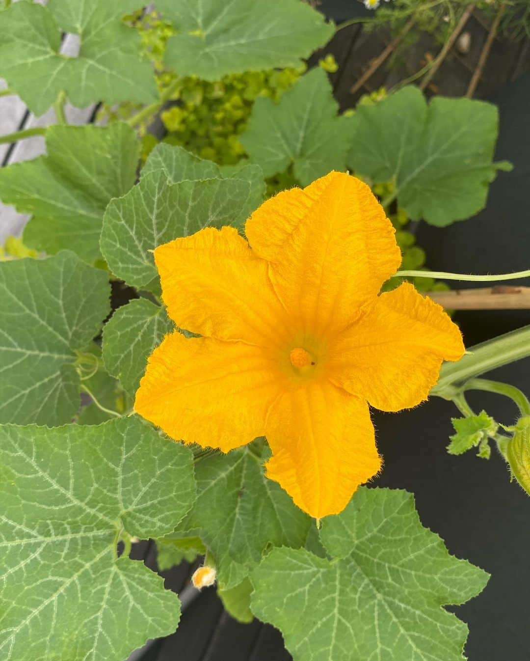 アリー・レイズマンさんのインスタグラム写真 - (アリー・レイズマンInstagram)「Flowers from the garden 💞」8月1日 6時08分 - alyraisman