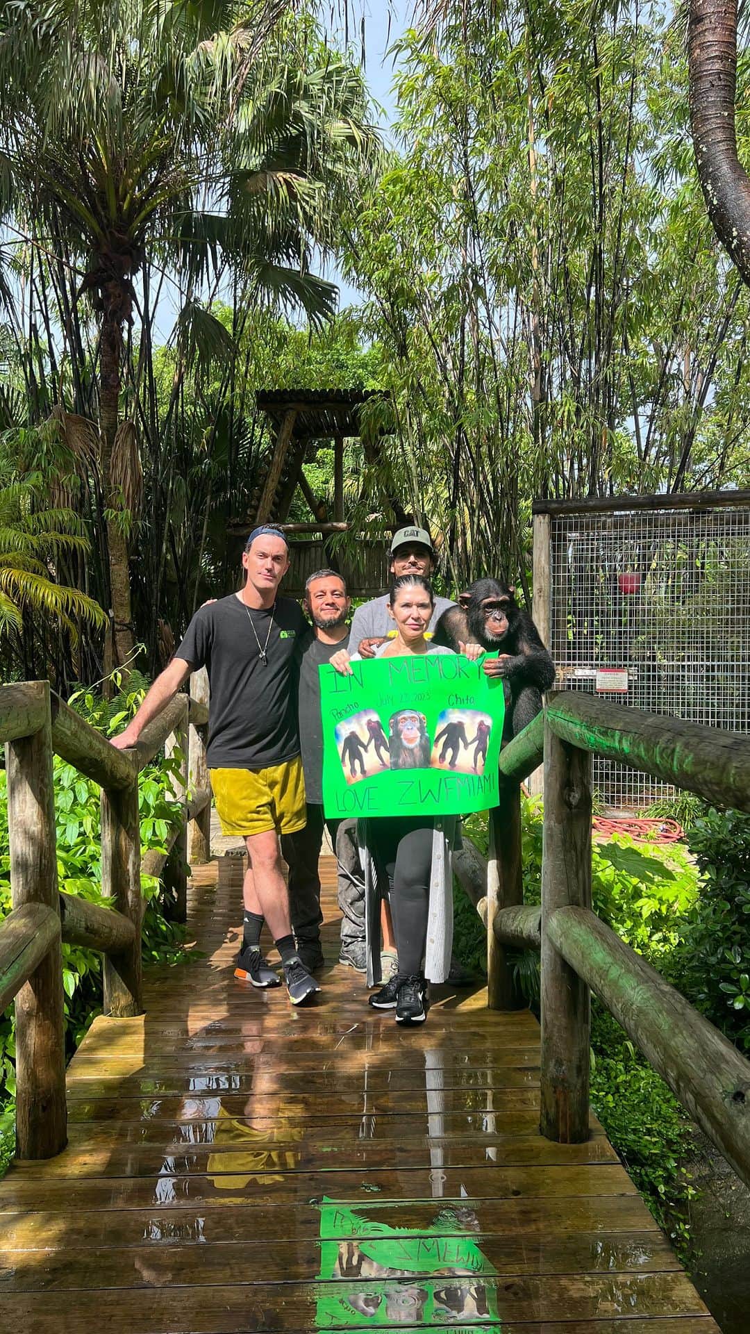 のインスタグラム：「When one of us hurts, we all hurt.   The News Last Week of the loss of two Chimpanzees from a facility in Pereira, Colombia hit hard, and those emotions continued throughout the week as the story and the reality showed a very stark truth – that both Pancho and Chita were murdered in cold blood.   Stereotypes of Anger and Characterizations of what the public thinks when it comes to chimpanzees has been used to sell a story to the world that the two posed an immediate threat in response to there escape. Contrary to that story videos emerged of both lost, walking and scared and not in direct contact at anytime with any human – not even at the final gun shot by the military – this story truly is ongoing, and we are not here to comment on anything but we have seen – do your research but the cover up and reality speak volumes.   We are not here today to discuss or to go backwards, we believe that those responsible should be brought to justice and the loss Pancha And Chita is not in vain. We believe in a one world approach and could not as a foundation acknowledge this act of violence.   Our goal today is to highlight the life of our almost 7-year-old chimpanzee – and through a detailed enrichment plan is continuing to show the world that there is a future for those who have been displaced in the wild and parks and zoo’s need to be held accountable for actions taken.   The future for our beautiful boy Limbani includes a full encompassing ‘Housing Project’ – for more details see #linkinbio.    In closing for Pancho and Chita you will not be forgotten and the global community sees you and sees those who wronged you.」