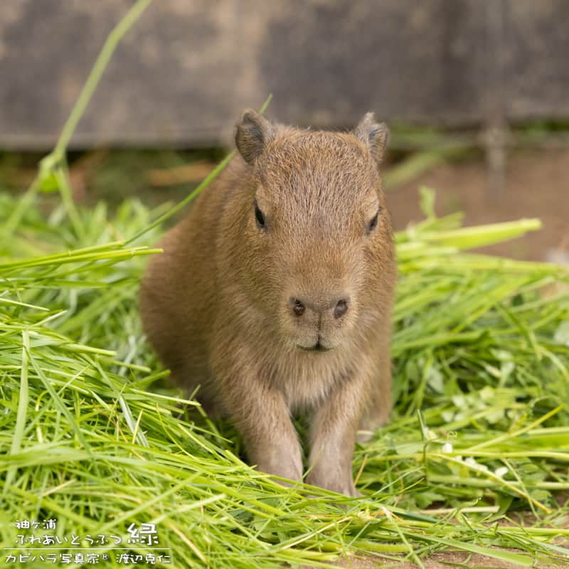 渡辺克仁さんのインスタグラム写真 - (渡辺克仁Instagram)「おはようございます。  #カピバラ #水豚 #capybara #おはよう」8月1日 7時00分 - katsuhito.watanabe