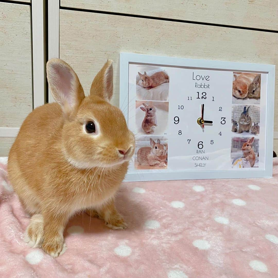 ラン?さんのインスタグラム写真 - (ラン?Instagram)「かわいい時計✨️🐰見て見て〜😃✨️ @onamaetokei_com さんで、ランコナンシェリーのオリジナル時計作りました🤗❤  3ぴょんの名前も入れたよ🐰✨️ 好きなデザインの時計を選んで、写真を決めて送信するだけ！簡単！！ 写真が悩むんだけどね〜( ˊᵕˋ ;) ランさん多めになった…🤭💕 お部屋のインテリアにも良いし、プレゼントとしても良いよね🥰  このお名前時計 《送料無料》安カワ♡2980円〜　 　楽天市場でも販売中です😊  @mofumofuusako のインスタを見た！で割引クーポン♪🎁(コード onamae1202 )  #お名前時計com #内祝い　#出産祝い　#母の日　#記念日　#バレンタイン　#いい夫婦の日　#お歳暮　#ペット　#ペットメモリアル　#名入れ #メモリアルグッズ  #うさぎのコナン #うさぎのシェリー  #うさぎ #うさぎのいる暮らし #rabbit #ネザーランドドワーフ #ふわもこ部 #もふもふ部 #netherlanddwarf #kawaii #かわいい #うさぎ部  2023.08.01」8月1日 7時16分 - mofumofuusako