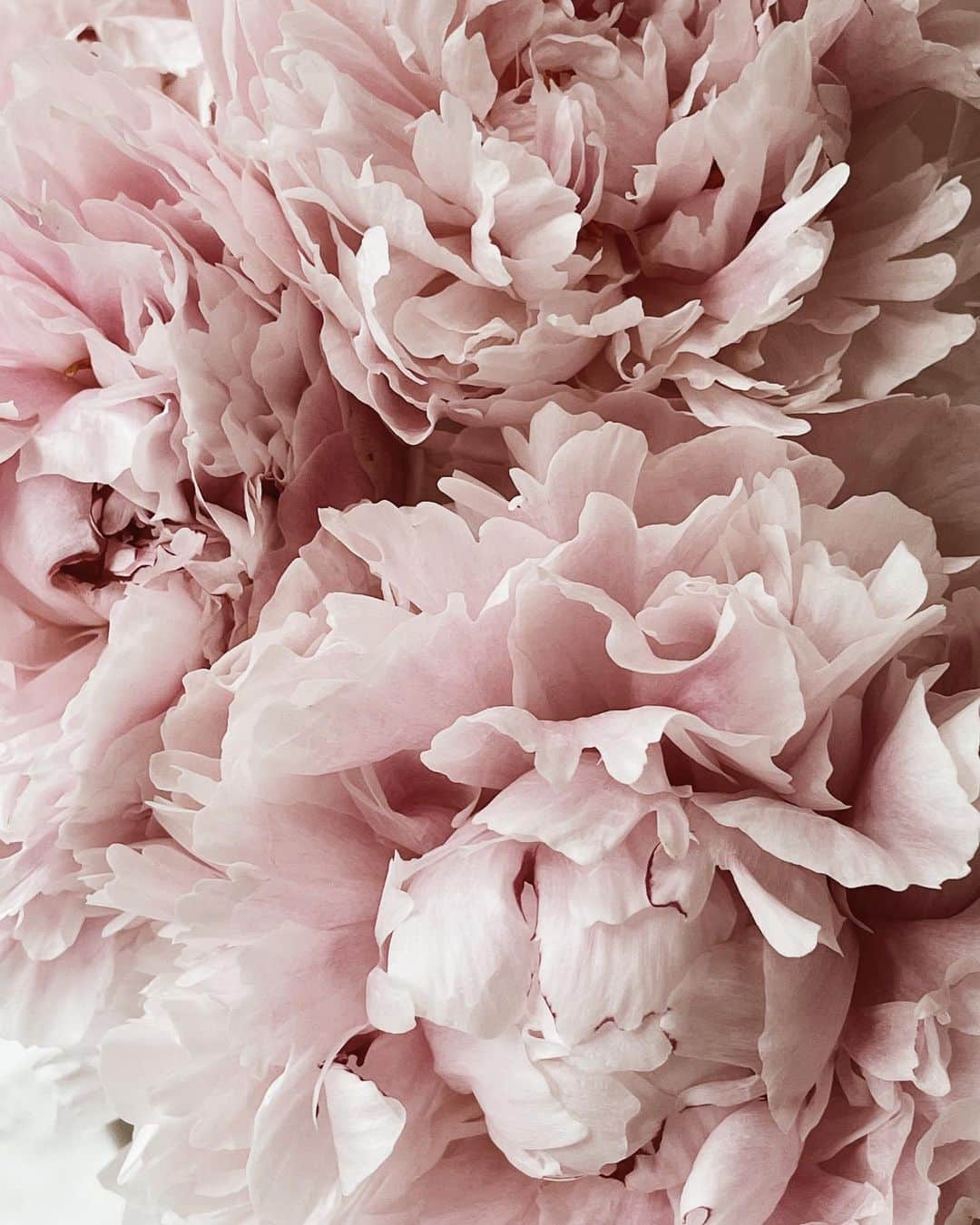 Yukicoさんのインスタグラム写真 - (YukicoInstagram)「🍃🌸🍃🌸🍃  ————————————————————— 見てくださる方にプラスになる投稿をしていきます 是非いいね♡フォロー♡ よろしくお願いいたします𓅟 私の写真の編集については フォトレッスンでレクチャーをしています —————————————————————  #flowers#flowerpower#flowerphotography#flowerporn#flowerslovers#flowerstagram#bouquet#bouquets#btsarmy#jiminpen#btsjimin #ジミンペン」8月1日 7時09分 - yukicolifecom