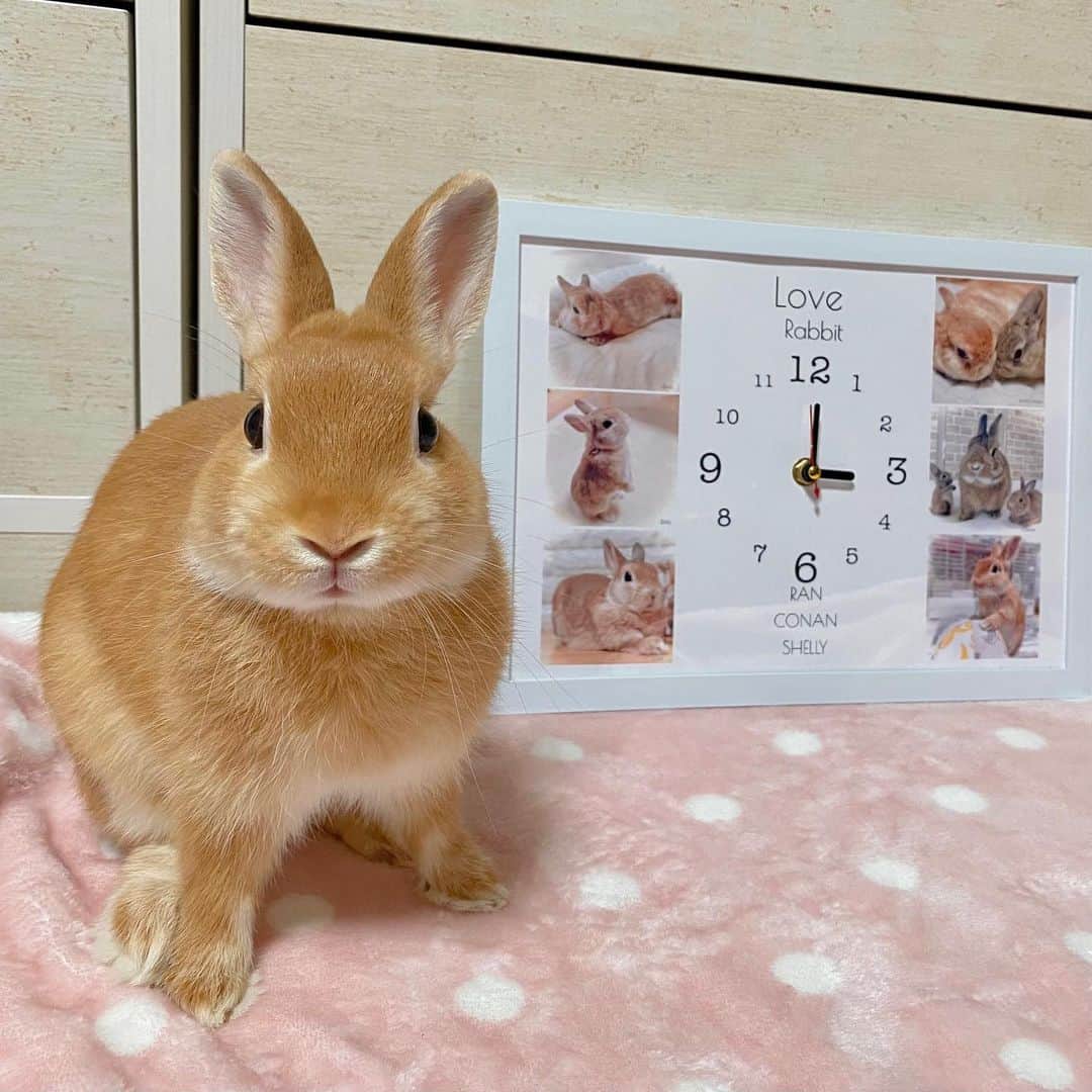 ラン?のインスタグラム：「かわいい時計✨️🐰見て見て〜😃✨️ @onamaetokei_com さんで、ランコナンシェリーのオリジナル時計作りました🤗❤  3ぴょんの名前も入れたよ🐰✨️ 好きなデザインの時計を選んで、写真を決めて送信するだけ！簡単！！ 写真が悩むんだけどね〜( ˊᵕˋ ;) ランさん多めになった…🤭💕 お部屋のインテリアにも良いし、プレゼントとしても良いよね🥰  このお名前時計 《送料無料》安カワ♡2980円〜　 　楽天市場でも販売中です😊  @mofumofuusako のインスタを見た！で割引クーポン♪🎁(コード onamae1202 )  #お名前時計com #内祝い　#出産祝い　#母の日　#記念日　#バレンタイン　#いい夫婦の日　#お歳暮　#ペット　#ペットメモリアル　#名入れ #メモリアルグッズ  #うさぎのコナン #うさぎのシェリー  #うさぎ #うさぎのいる暮らし #rabbit #ネザーランドドワーフ #ふわもこ部 #もふもふ部 #netherlanddwarf #kawaii #かわいい #うさぎ部  2023.08.01」