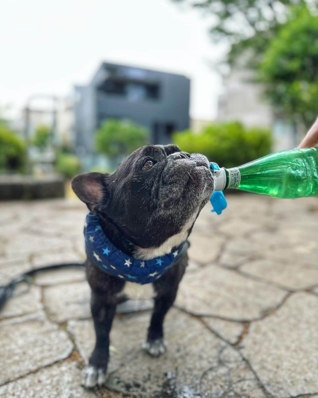 Turbo_dad フレブルのターボのインスタグラム：「Hello August   #frenchbulldog #frenchie #frebull #frenchiesofinstagram #frenchiegram #frenchie1 #frenchbulldoglife #フレンチブルドッグ #フレブル #buhi #ブヒ #フレブルのいる生活 #フレブルのいる暮らし #8月 #august #朝んぽ」