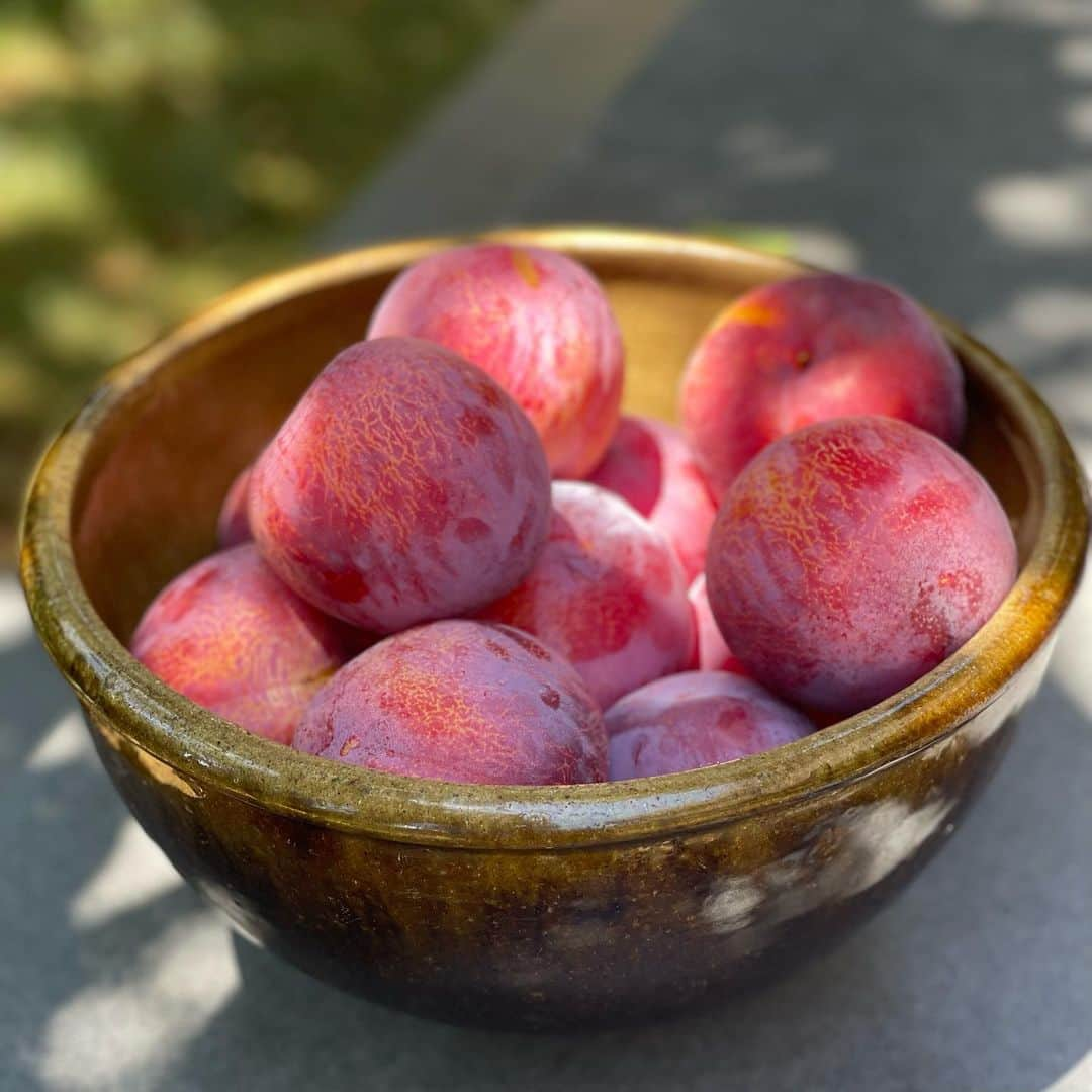 結城アンナさんのインスタグラム写真 - (結城アンナInstagram)「✨待ってました❣️高崎はるなのプラム💕Gorgeous plums from Haruna, Takasaki❤️👍👍👍  🕊️Peace & Kindness, may all your dreams come true🕊️  #プラム #果物 #ヘルシー #plums #fruits #healthyfood #感謝 #healthyeating #ilovejapan」8月1日 7時19分 - ayukihouse