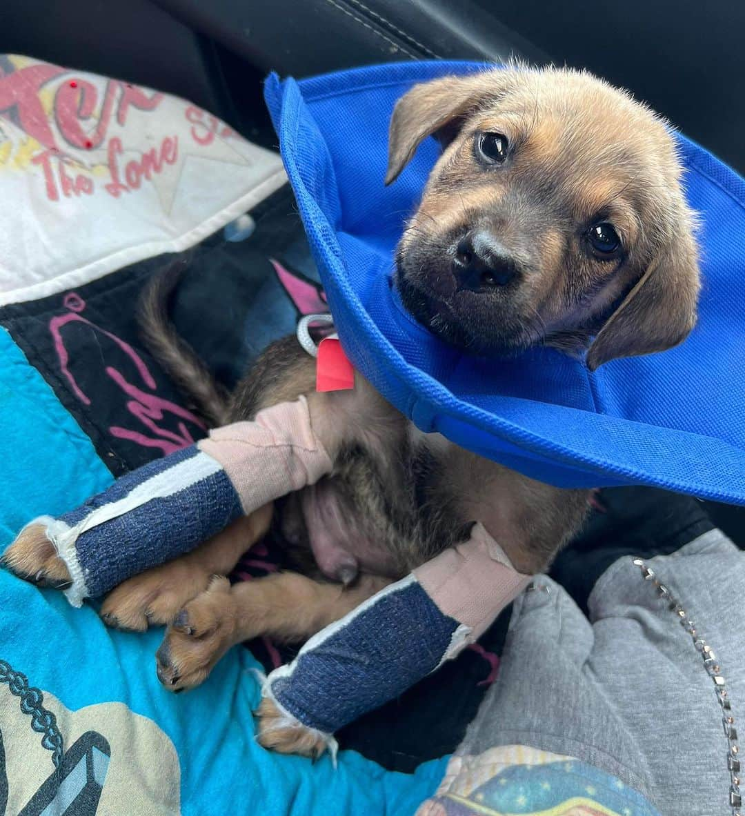 DogsOf Instagramさんのインスタグラム写真 - (DogsOf InstagramInstagram)「🚨 Moose needs our help! 🚨 This sweet boy was brought into this world with the odds already stacked against him: bred through irresponsible means, Moose was born with severe deformities to his front legs and neurological issues. We’re raising funds to help assist in his medical needs and surgeries — any amount goes such a long way! Link in bio to help support this angel ❤️‍🩹  We know very little about his past but suspect that he was bred and then, when his breeder realized they were going to be unable to make a profit, heartlessly discarded at just 6 weeks old. Once Moose came into shelter, he was put almost immediatley on the euthanasia list because no one wanted to take him in.   Luckily, our rescue partners found him just in time and were able to rescue him from being euthanized.  He has since been decompressing but will inevitably be facing many arduous surgeries and challenging treatments to tackle his many complications in the near future. He may need surgeries for both front legs   He may be little and he might look a little different, but this resilient boy has shown us that above all else, he is MIGHTY. He refuses does to let his deformity slow him down, and he has adapted.   If you are able, please consider donating to Moose’s care or sending him a much-needed item off his @welovecuddly wishlist — link in bio ❤️  #dogsofinstagram #rescuedogs #dogsinneed #welovecuddly #donationsneeded #rescuedogsinneed #helprescuedogs #giveback #communitysupport」8月1日 7時22分 - dogsofinstagram