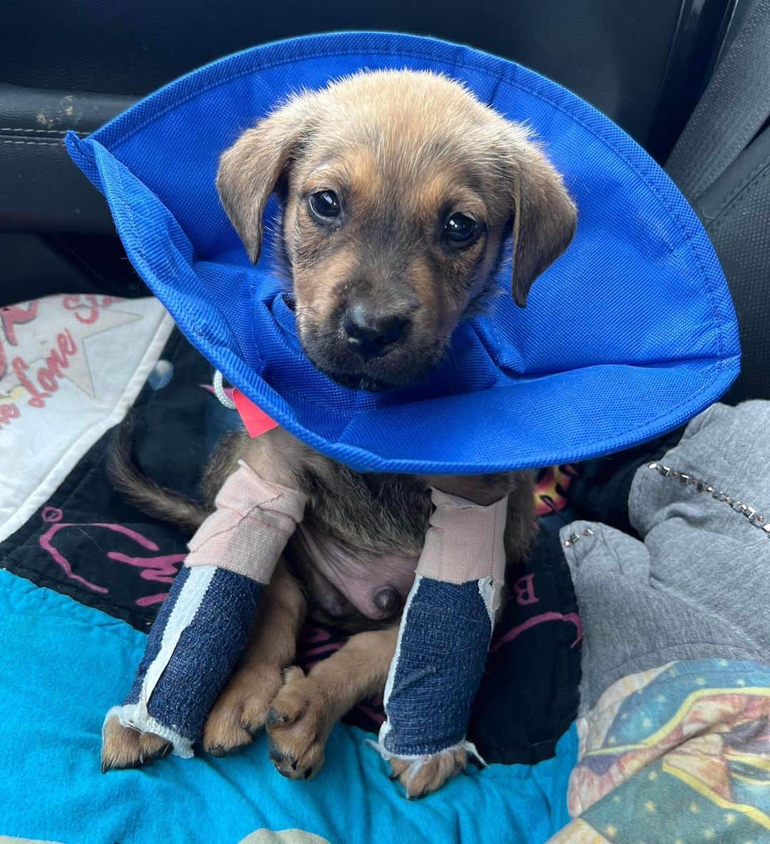 DogsOf Instagramさんのインスタグラム写真 - (DogsOf InstagramInstagram)「🚨 Moose needs our help! 🚨 This sweet boy was brought into this world with the odds already stacked against him: bred through irresponsible means, Moose was born with severe deformities to his front legs and neurological issues. We’re raising funds to help assist in his medical needs and surgeries — any amount goes such a long way! Link in bio to help support this angel ❤️‍🩹  We know very little about his past but suspect that he was bred and then, when his breeder realized they were going to be unable to make a profit, heartlessly discarded at just 6 weeks old. Once Moose came into shelter, he was put almost immediatley on the euthanasia list because no one wanted to take him in.   Luckily, our rescue partners found him just in time and were able to rescue him from being euthanized.  He has since been decompressing but will inevitably be facing many arduous surgeries and challenging treatments to tackle his many complications in the near future. He may need surgeries for both front legs   He may be little and he might look a little different, but this resilient boy has shown us that above all else, he is MIGHTY. He refuses does to let his deformity slow him down, and he has adapted.   If you are able, please consider donating to Moose’s care or sending him a much-needed item off his @welovecuddly wishlist — link in bio ❤️  #dogsofinstagram #rescuedogs #dogsinneed #welovecuddly #donationsneeded #rescuedogsinneed #helprescuedogs #giveback #communitysupport」8月1日 7時22分 - dogsofinstagram