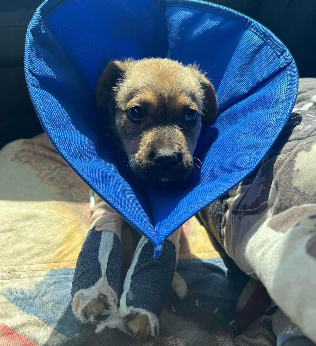 DogsOf Instagramさんのインスタグラム写真 - (DogsOf InstagramInstagram)「🚨 Moose needs our help! 🚨 This sweet boy was brought into this world with the odds already stacked against him: bred through irresponsible means, Moose was born with severe deformities to his front legs and neurological issues. We’re raising funds to help assist in his medical needs and surgeries — any amount goes such a long way! Link in bio to help support this angel ❤️‍🩹  We know very little about his past but suspect that he was bred and then, when his breeder realized they were going to be unable to make a profit, heartlessly discarded at just 6 weeks old. Once Moose came into shelter, he was put almost immediatley on the euthanasia list because no one wanted to take him in.   Luckily, our rescue partners found him just in time and were able to rescue him from being euthanized.  He has since been decompressing but will inevitably be facing many arduous surgeries and challenging treatments to tackle his many complications in the near future. He may need surgeries for both front legs   He may be little and he might look a little different, but this resilient boy has shown us that above all else, he is MIGHTY. He refuses does to let his deformity slow him down, and he has adapted.   If you are able, please consider donating to Moose’s care or sending him a much-needed item off his @welovecuddly wishlist — link in bio ❤️  #dogsofinstagram #rescuedogs #dogsinneed #welovecuddly #donationsneeded #rescuedogsinneed #helprescuedogs #giveback #communitysupport」8月1日 7時22分 - dogsofinstagram