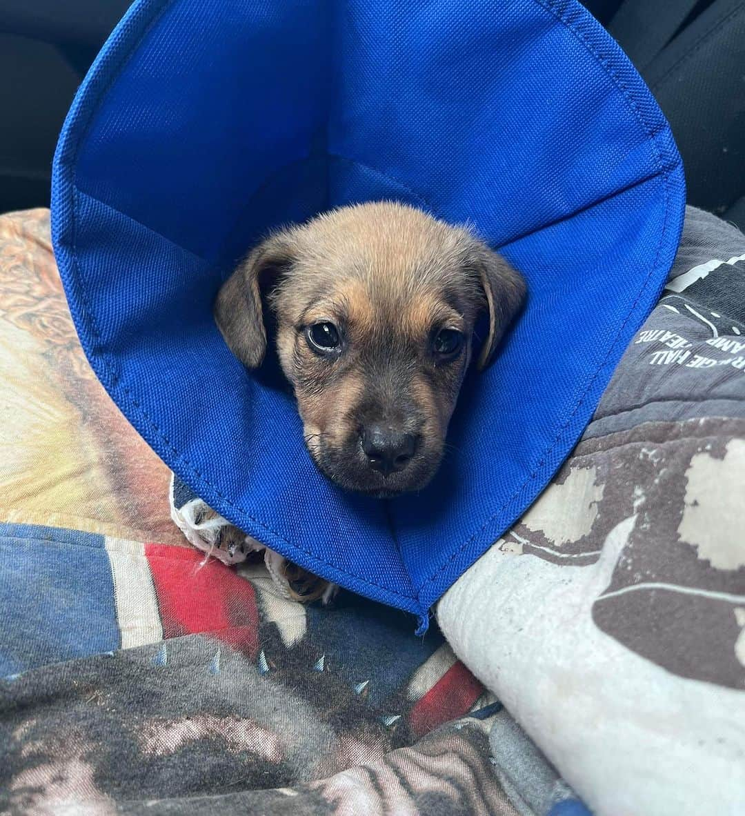 DogsOf Instagramさんのインスタグラム写真 - (DogsOf InstagramInstagram)「🚨 Moose needs our help! 🚨 This sweet boy was brought into this world with the odds already stacked against him: bred through irresponsible means, Moose was born with severe deformities to his front legs and neurological issues. We’re raising funds to help assist in his medical needs and surgeries — any amount goes such a long way! Link in bio to help support this angel ❤️‍🩹  We know very little about his past but suspect that he was bred and then, when his breeder realized they were going to be unable to make a profit, heartlessly discarded at just 6 weeks old. Once Moose came into shelter, he was put almost immediatley on the euthanasia list because no one wanted to take him in.   Luckily, our rescue partners found him just in time and were able to rescue him from being euthanized.  He has since been decompressing but will inevitably be facing many arduous surgeries and challenging treatments to tackle his many complications in the near future. He may need surgeries for both front legs   He may be little and he might look a little different, but this resilient boy has shown us that above all else, he is MIGHTY. He refuses does to let his deformity slow him down, and he has adapted.   If you are able, please consider donating to Moose’s care or sending him a much-needed item off his @welovecuddly wishlist — link in bio ❤️  #dogsofinstagram #rescuedogs #dogsinneed #welovecuddly #donationsneeded #rescuedogsinneed #helprescuedogs #giveback #communitysupport」8月1日 7時22分 - dogsofinstagram