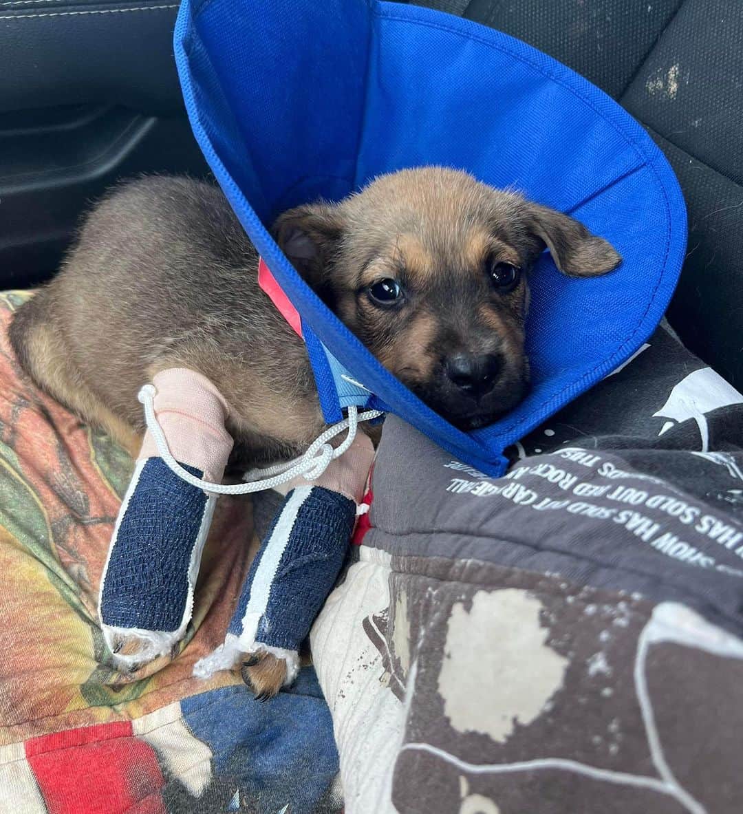 DogsOf Instagramさんのインスタグラム写真 - (DogsOf InstagramInstagram)「🚨 Moose needs our help! 🚨 This sweet boy was brought into this world with the odds already stacked against him: bred through irresponsible means, Moose was born with severe deformities to his front legs and neurological issues. We’re raising funds to help assist in his medical needs and surgeries — any amount goes such a long way! Link in bio to help support this angel ❤️‍🩹  We know very little about his past but suspect that he was bred and then, when his breeder realized they were going to be unable to make a profit, heartlessly discarded at just 6 weeks old. Once Moose came into shelter, he was put almost immediatley on the euthanasia list because no one wanted to take him in.   Luckily, our rescue partners found him just in time and were able to rescue him from being euthanized.  He has since been decompressing but will inevitably be facing many arduous surgeries and challenging treatments to tackle his many complications in the near future. He may need surgeries for both front legs   He may be little and he might look a little different, but this resilient boy has shown us that above all else, he is MIGHTY. He refuses does to let his deformity slow him down, and he has adapted.   If you are able, please consider donating to Moose’s care or sending him a much-needed item off his @welovecuddly wishlist — link in bio ❤️  #dogsofinstagram #rescuedogs #dogsinneed #welovecuddly #donationsneeded #rescuedogsinneed #helprescuedogs #giveback #communitysupport」8月1日 7時22分 - dogsofinstagram
