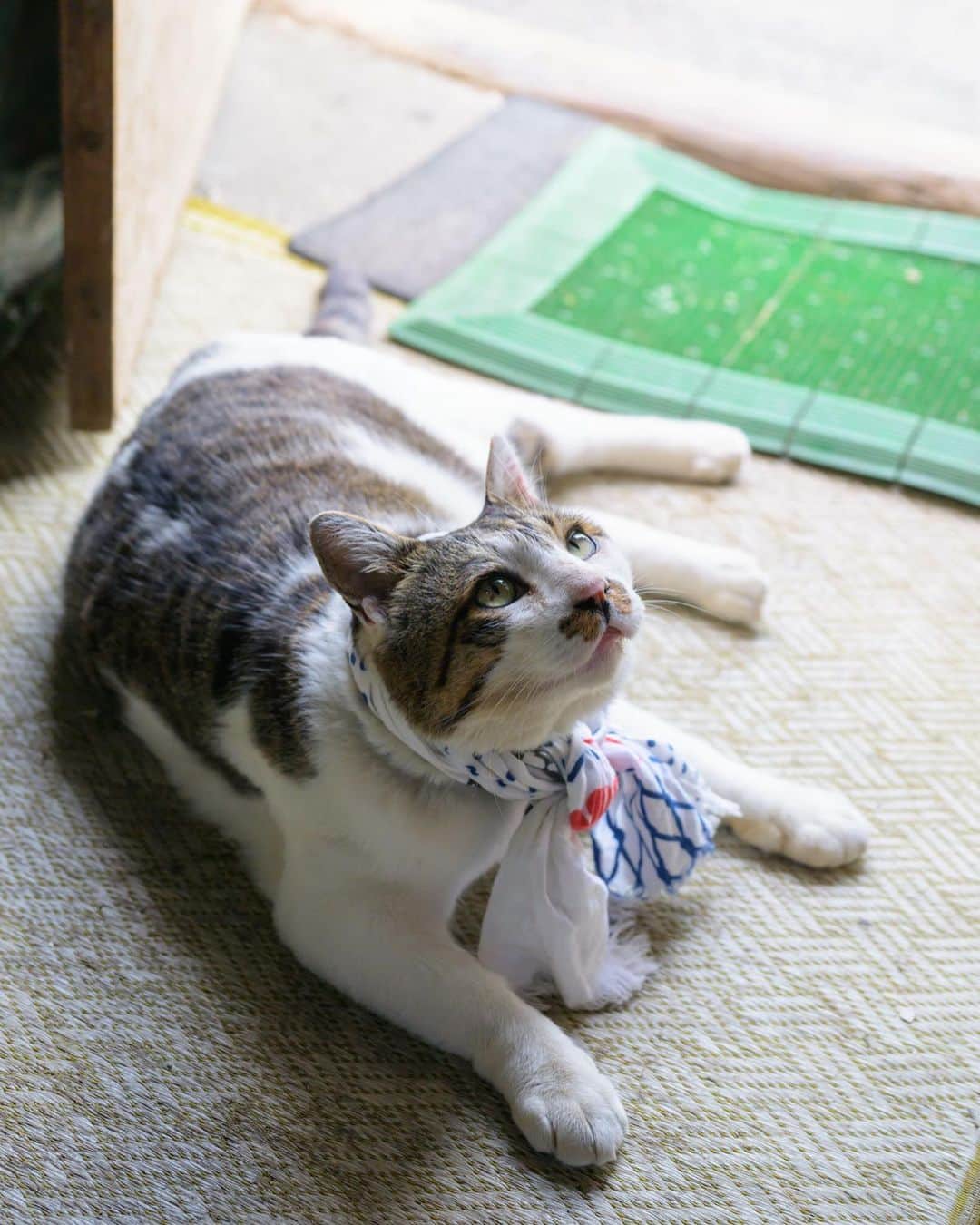 土肥美帆さんのインスタグラム写真 - (土肥美帆Instagram)「🐈 ・ おとうしゃんの手ぬぐい。 きっこにはまだ大きいっち ( =› ·̮ ‹= )  今日もご機嫌な1日を だべや(=-ω-=)🍀  8月29日 19:00〜20:10 FUJI FILMオンラインセミナー 思い出をカタチに！ 『ボス猫ケンジから学ぶ　猫の写真の楽しみ方』 無料になりますので、 ぜひチケットゲットしてご視聴ください。 URLをプロフィールに貼っておきます。  ㊗️2023年9月新刊 『みんなケンジでご機嫌だべや』河出書房新社より発売決定✨  #デカ猫  #ボス猫 #みんなケンジでご機嫌だべや #みんなケンジを好きになる #いつも心にケンジを #推しのいる生活 #猫　#ねこ⠀ #猫好きな人と繋がりたい　#猫のいる生活⠀ #にゃんすたぐらむ　#東京カメラ部⠀ #instagramcat #nekoclub⠀ #catsofinstagram⠀ #tea_journals #cats #instagramcats  #catlover #IGersJP #cat_of_world #catlove #catsofday #instacat_meows」8月1日 7時41分 - big_face_cat_kenji
