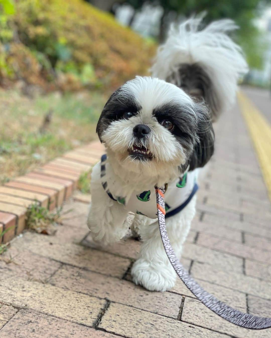 いくらさんのインスタグラム写真 - (いくらInstagram)「🌻 8月も4649😎🤘 ・ チェケラ🫶💕 ・ ・  #shizthu #シーズー #dogsofinstagram #dog #shihtzu #犬 #shizthulovers #cute #シーズー犬 #犬のいる暮らし #いぬのきもち #dogstagram #シーズー大好き #いぬすたぐらむ #シーズー大好き部 #わんすたぐらむ #愛犬 #ふわもこ部 #shihtzugram #いぬバカ部 #cutedogsに #shihtzulovers #8月」8月1日 7時36分 - i_am_ikura