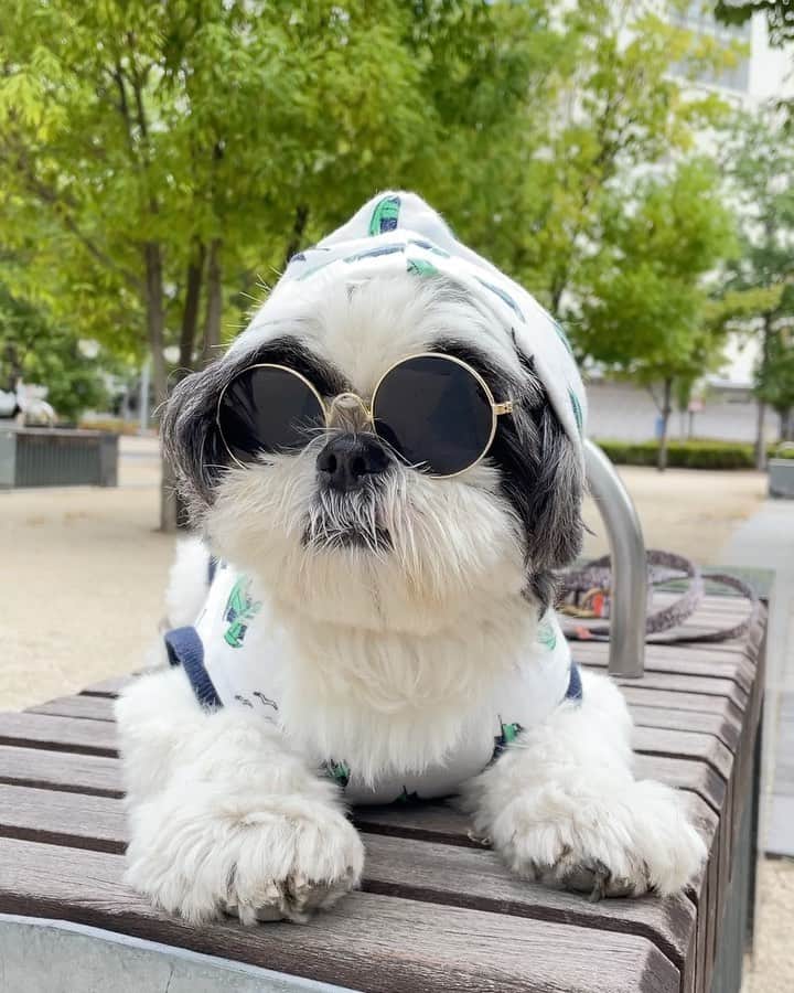のインスタグラム：「🌻 8月も4649😎🤘 ・ チェケラ🫶💕 ・ ・  #shizthu #シーズー #dogsofinstagram #dog #shihtzu #犬 #shizthulovers #cute #シーズー犬 #犬のいる暮らし #いぬのきもち #dogstagram #シーズー大好き #いぬすたぐらむ #シーズー大好き部 #わんすたぐらむ #愛犬 #ふわもこ部 #shihtzugram #いぬバカ部 #cutedogsに #shihtzulovers #8月」