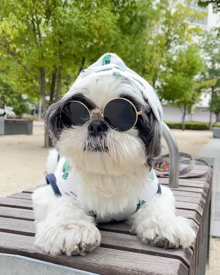 いくらのインスタグラム：「🌻 8月も4649😎🤘 ・ チェケラ🫶💕 ・ ・  #shizthu #シーズー #dogsofinstagram #dog #shihtzu #犬 #shizthulovers #cute #シーズー犬 #犬のいる暮らし #いぬのきもち #dogstagram #シーズー大好き #いぬすたぐらむ #シーズー大好き部 #わんすたぐらむ #愛犬 #ふわもこ部 #shihtzugram #いぬバカ部 #cutedogsに #shihtzulovers #8月」