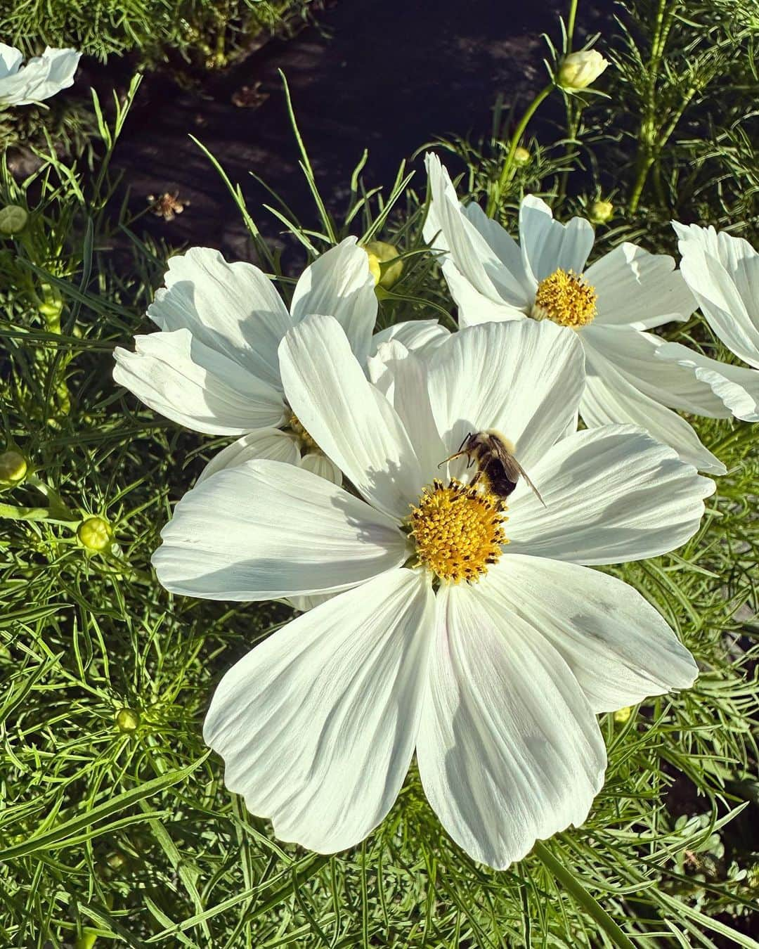 リズ・チェルカソワさんのインスタグラム写真 - (リズ・チェルカソワInstagram)「Listen world. if you'd just take the time to pick the white flowers, the penny heart, all would be well. ~ Anne Sexton」8月1日 7時57分 - lateafternoon