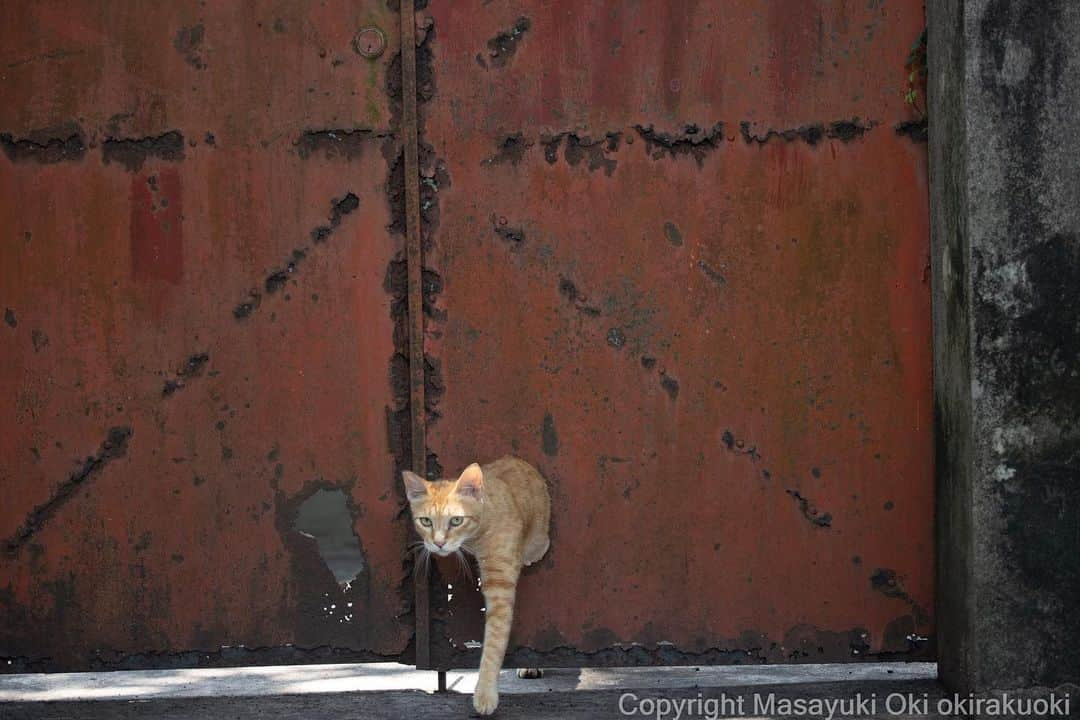 Masayukiさんのインスタグラム写真 - (MasayukiInstagram)「猫ドア🚪  #cat #ねこ #猫 #東京カメラ部 #nekoclub  #mmgtw #my_eos_photo  #yourshotphotographer」8月1日 8時10分 - okirakuoki