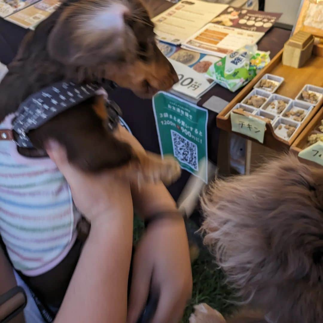 くるみんさんのインスタグラム写真 - (くるみんInstagram)「* 7月16日 赤レンガで開催されていた「犬夜市」に行ってきました。 ひまりちゃんが他のワン子と交流できないので、ご挨拶させてもらえるワンちゃんが居たらなぁという思いで(あら治療) ダックス3ワン連れた方がご挨拶させて下さった。 ひまりちゃんはへっぴり腰で…まだ怖いのね。  ２ワンの生活もなかなか難しくて、試しにやってみようと決めたことがあります。 またご報告しますね  #カニンヘンダックスフント #カニンヘンダックス多頭飼い #カニンヘンダックス #カニンヘン #カニンヘンダックスフンド #カニンヘンダックスチョコタン #カニンヘンの会 #チョコタンダックスフント #チョコタンダックスフンド #チョコタンダックス #チョコタン #ダックス多頭飼い #ダックスフント #ダックスフンドチョコタン #ダックスフンドカニンヘン #ダックス部 #ダックス #ダックスフンド #ダックスの日常 #ダックス短足部 #いぬばか部 #いぬすたぐらむ #短足部 #犬夜市 #赤レンガ倉庫 #dachshund #dachs #dogstagram #dog #instagramdogs」8月1日 9時42分 - michirumugiazu