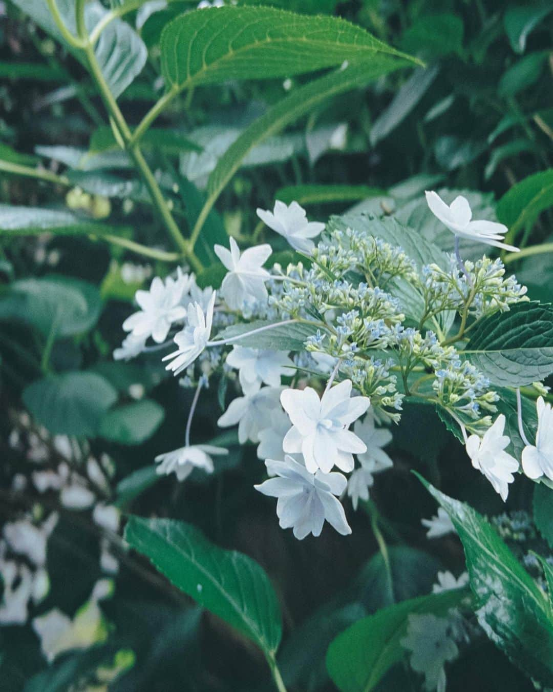 小川紗良さんのインスタグラム写真 - (小川紗良Instagram)「今年もこの花をたくさん撮った。  #film #filmphotography #hydrangeas #flowers #rainyseason #梅雨 #紫陽花 #あじさい #花」8月1日 11時19分 - iam_ogawasara