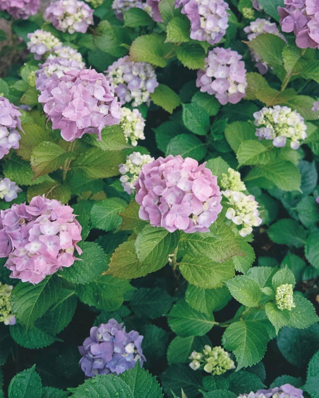 小川紗良のインスタグラム：「今年もこの花をたくさん撮った。  #film #filmphotography #hydrangeas #flowers #rainyseason #梅雨 #紫陽花 #あじさい #花」