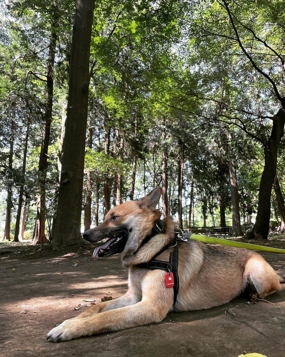 佐々木海さんのインスタグラム写真 - (佐々木海Instagram)「初めて来た公園で散歩🐾 小さめだけど、9割日陰でアンバーがハッスルする場所もあってよかった😊 久々にアンバーと川で一緒に泳ぎたいなー  #犬 #イヌ #イヌスタグラム #いぬすたぐらむ #犬バカ部 #いぬばか部 #ふわもこ部 #いぬら部 #犬のいる暮らし #保護犬 #元野犬 #雑種 #雑種犬 #ビビり犬 #里親 #保護犬を家族に #保護犬を飼おう #殺処分ゼロ #dogstagram #rescuedog #rescueddog」8月1日 11時24分 - umi_carnelian