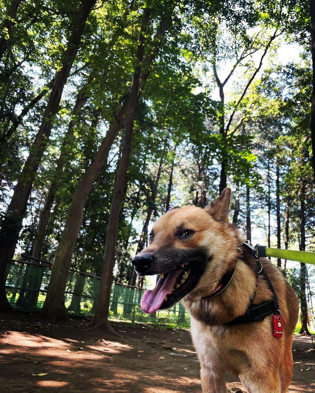 佐々木海さんのインスタグラム写真 - (佐々木海Instagram)「初めて来た公園で散歩🐾 小さめだけど、9割日陰でアンバーがハッスルする場所もあってよかった😊 久々にアンバーと川で一緒に泳ぎたいなー  #犬 #イヌ #イヌスタグラム #いぬすたぐらむ #犬バカ部 #いぬばか部 #ふわもこ部 #いぬら部 #犬のいる暮らし #保護犬 #元野犬 #雑種 #雑種犬 #ビビり犬 #里親 #保護犬を家族に #保護犬を飼おう #殺処分ゼロ #dogstagram #rescuedog #rescueddog」8月1日 11時24分 - umi_carnelian