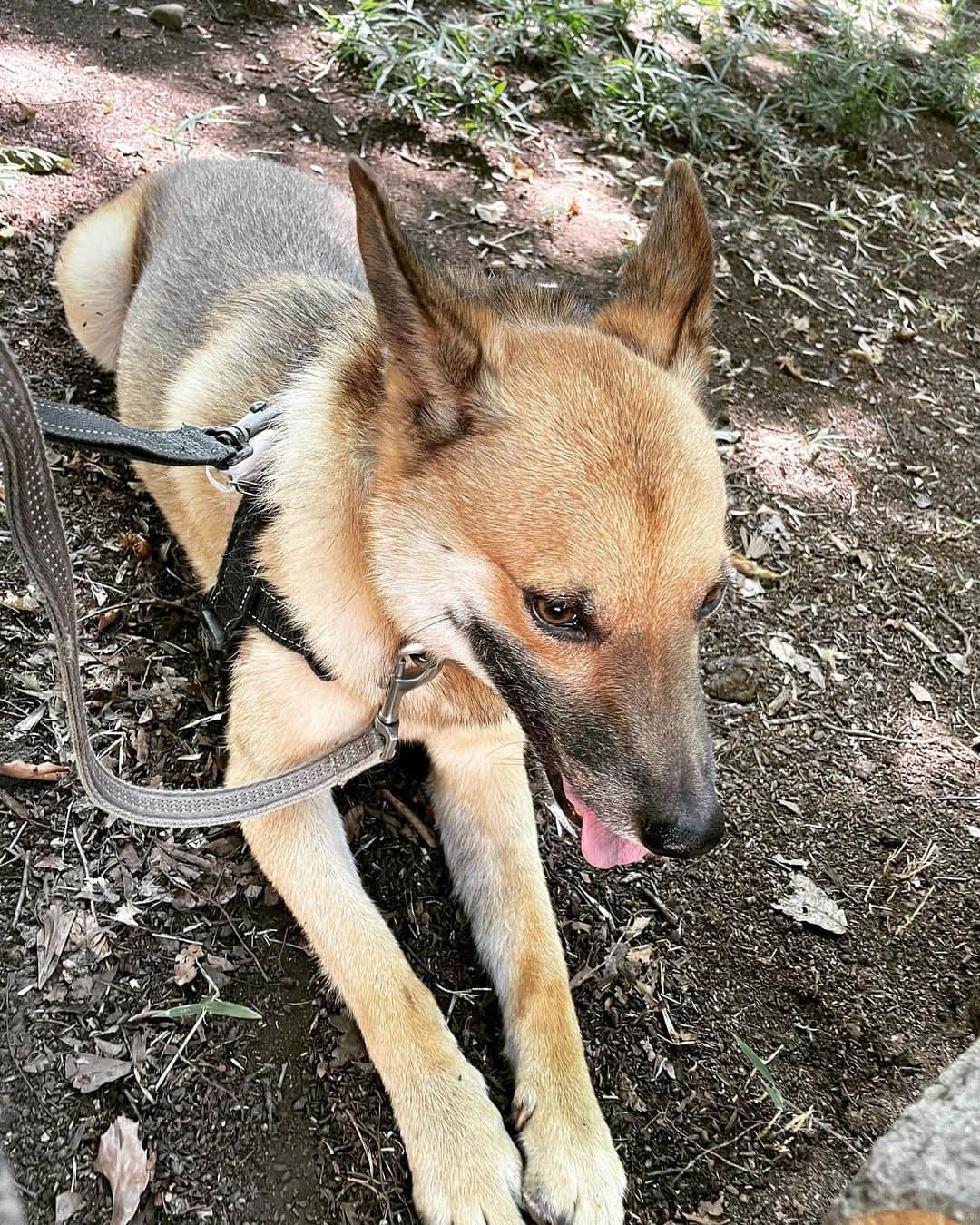 佐々木海さんのインスタグラム写真 - (佐々木海Instagram)「初めて来た公園で散歩🐾 小さめだけど、9割日陰でアンバーがハッスルする場所もあってよかった😊 久々にアンバーと川で一緒に泳ぎたいなー  #犬 #イヌ #イヌスタグラム #いぬすたぐらむ #犬バカ部 #いぬばか部 #ふわもこ部 #いぬら部 #犬のいる暮らし #保護犬 #元野犬 #雑種 #雑種犬 #ビビり犬 #里親 #保護犬を家族に #保護犬を飼おう #殺処分ゼロ #dogstagram #rescuedog #rescueddog」8月1日 11時24分 - umi_carnelian