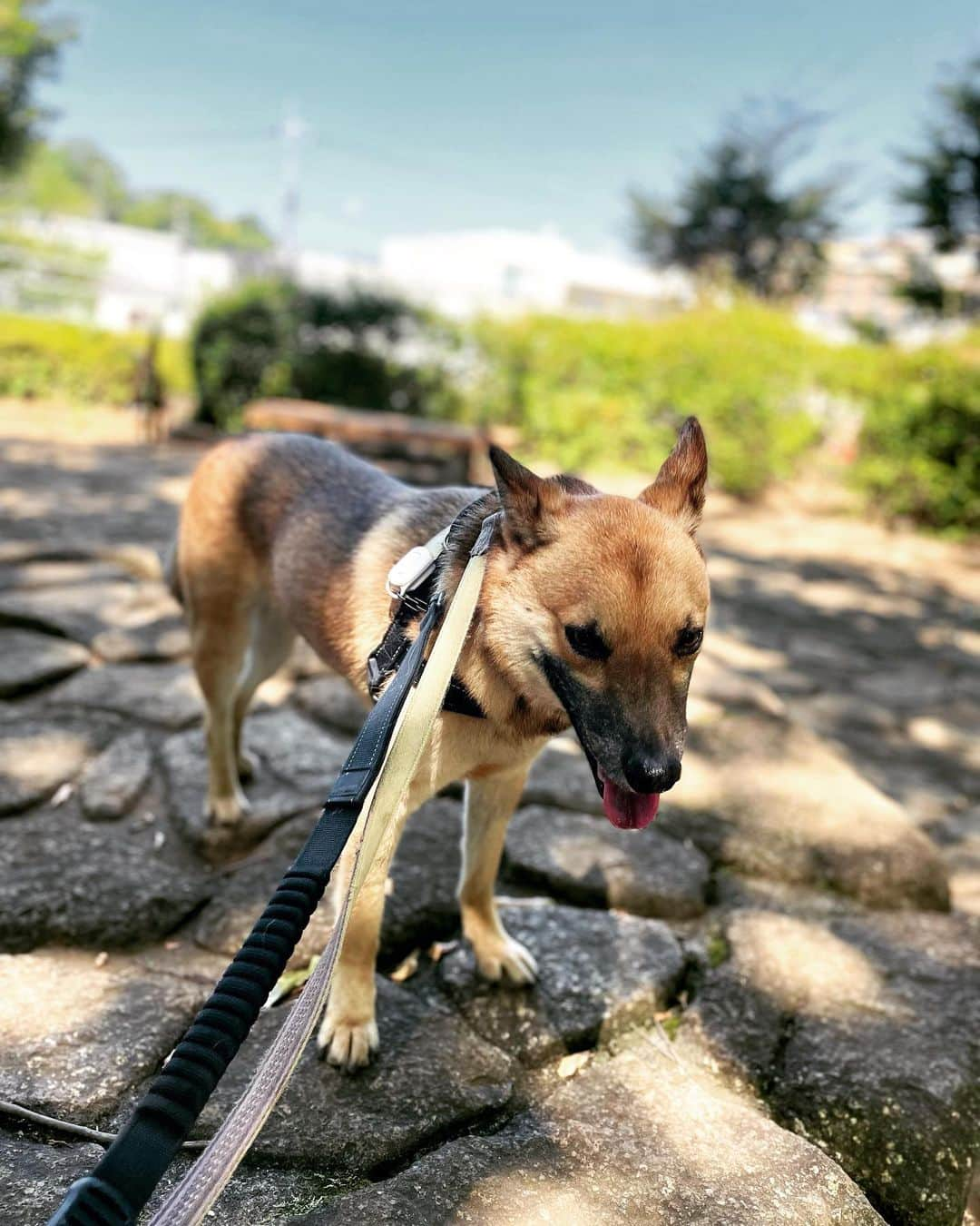 佐々木海のインスタグラム：「初めて来た公園で散歩🐾 小さめだけど、9割日陰でアンバーがハッスルする場所もあってよかった😊 久々にアンバーと川で一緒に泳ぎたいなー  #犬 #イヌ #イヌスタグラム #いぬすたぐらむ #犬バカ部 #いぬばか部 #ふわもこ部 #いぬら部 #犬のいる暮らし #保護犬 #元野犬 #雑種 #雑種犬 #ビビり犬 #里親 #保護犬を家族に #保護犬を飼おう #殺処分ゼロ #dogstagram #rescuedog #rescueddog」