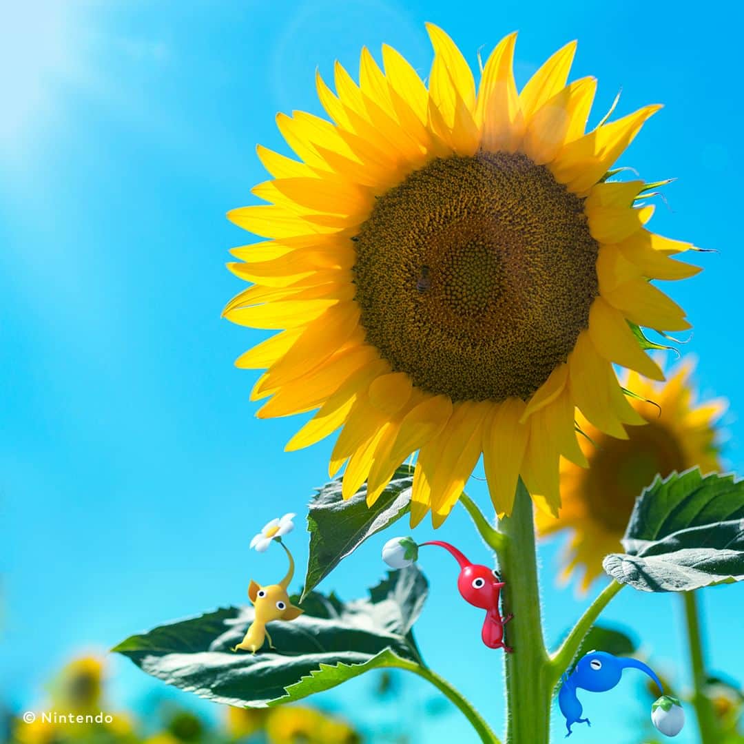 任天堂さんのインスタグラム写真 - (任天堂Instagram)「#ピクミンとお花 8月のお花は「ヒマワリ」です。  「ピクミン」シリーズのポータルサイト「ピクミンガーデン ～ピクミンのいる庭～」で壁紙も配布中。  #ピクミン #ピクミンガーデン #ピクミンのいる庭 #Pikmin #PIKMINGARDEN #ヒマワリ #ひまわり #sunflower #NintendoSwitch #Nintendo #任天堂」8月1日 12時00分 - nintendo_jp