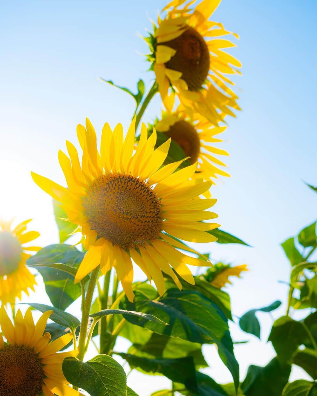 豊大槻のインスタグラム：「Camera: FUJIFILM X-H2 Lens: 35mm f4 1/800 iso200 ・ ・ ・ 今日のひまわり ・ ・ ・ #ひまわり  #向日葵  #朝の風景  #田園  #風景  #花畑  #自然  #写真  #写真好きな人と繋がりたい  #カメラマン  #映像クリエイター  #ミラーレス一眼  #花が好き  #自然が好き  #癒し  #sunflower  #sunflowerfield  #yellow  #flowers  #view  #countryside  #country  #healing  #photo  #fujifilm  #photography  #nature」