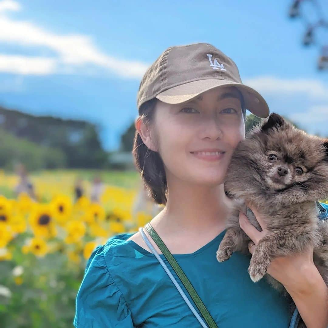 松山メアリのインスタグラム：「今日は雨が降ったり雷がすごかったり…だけどそのおかげで夕方に晴れてくれた公園の中は涼しかったのできびころと葛西臨海公園の満開のひまわりを観に行けました🌻  だけどカメラのピントはひまわりではなくきびに合ってました📷かわいいから良し♪ (私に関してはなぜか顔以外にピントが合ってる🤣笑)  このあと、雨上がりの冷たい芝が気持ちよかったのか…ころは泥んこになりました🌿  楽しそうでなによりだ♪✨」