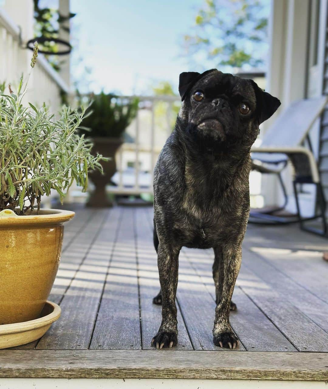 pugsofinstagramのインスタグラム：「Smol boy.」