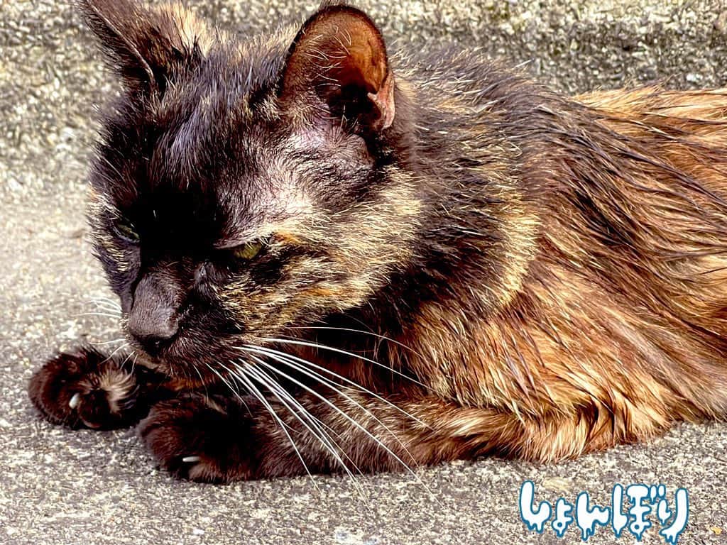 かないみかさんのインスタグラム写真 - (かないみかInstagram)「雷怖かったね〜💦 いつも近所にいるにゃんこを保護しようと歩き回ったけど、今日は安全な場所に待機しているのか見つからず💦 明日また探そと思う。 お外の動物達が無事でありますように♥️💦  #保護猫」8月1日 14時51分 - kanaimika3018