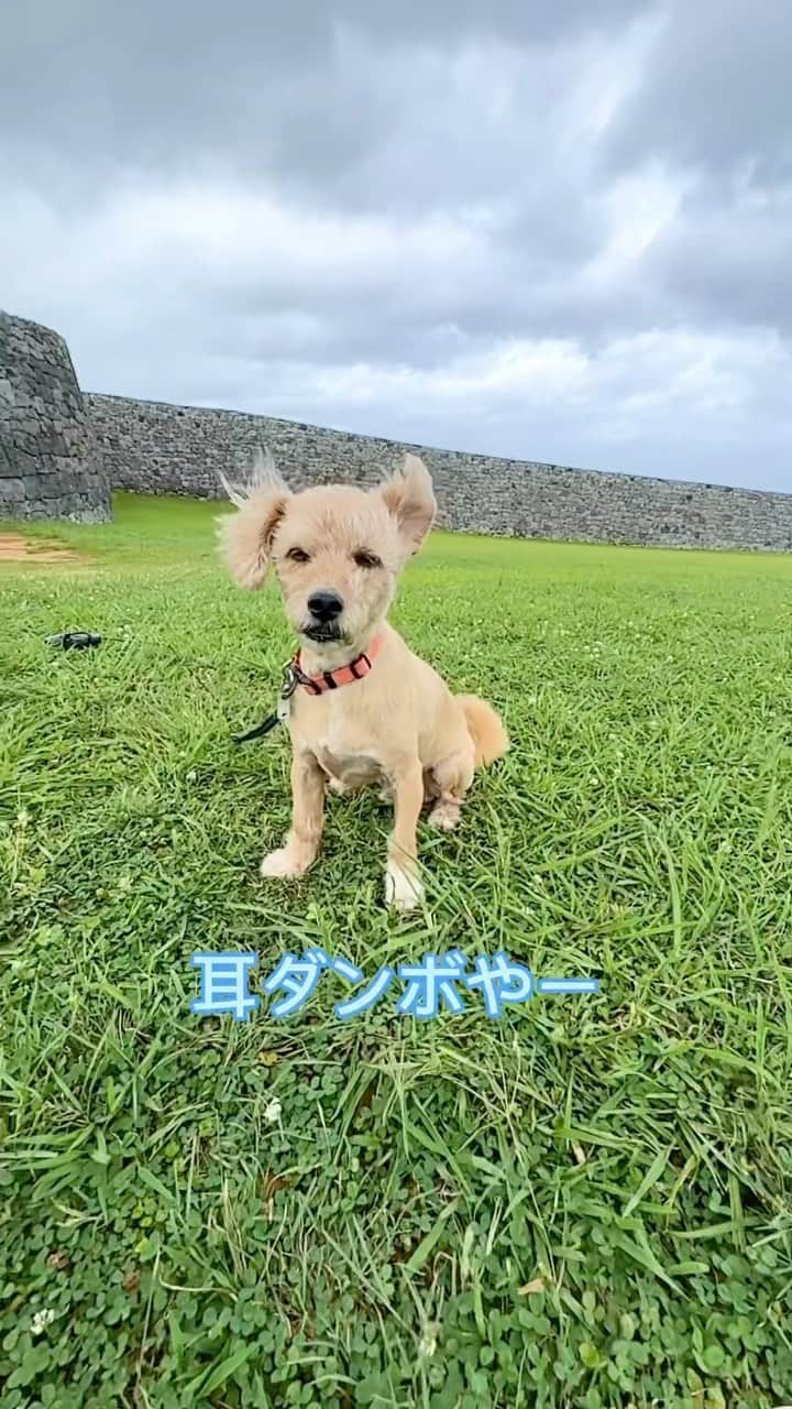 宮本亜門のインスタグラム：「おさんぽ つれてって  #台風前なのに💦　#ゴーゴーする音が気になって外に出たくなる　#午前中はそんなに強い風ではなかった　#みなさん台風気をつけて　#保護犬　#ビート　#宮本亞門　#台風　#沖縄　#犬のいる暮らし #いぬのきもち #dogsofinstagram」