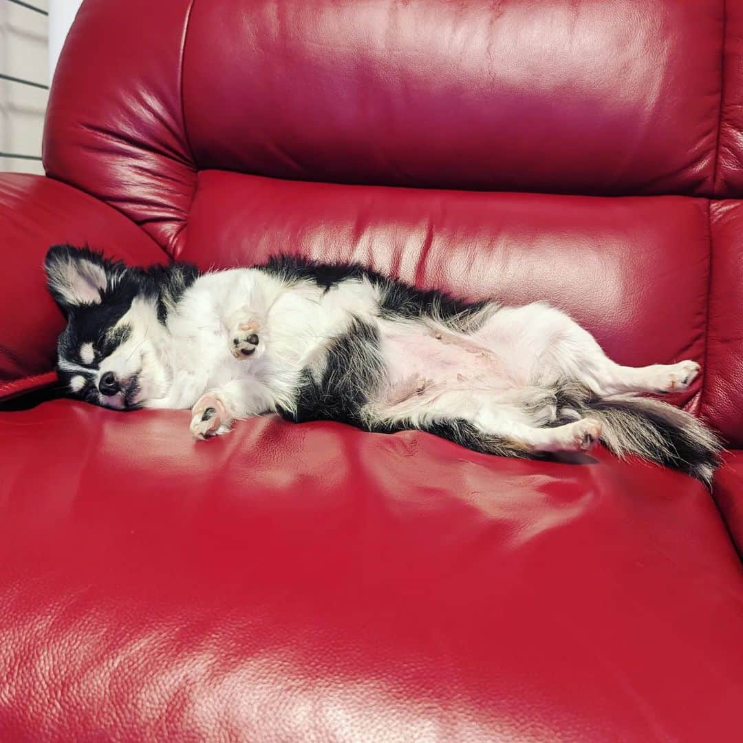島田佳奈のインスタグラム：「【アンジュ日記】 爆睡してるとき、前足が浮くの可愛すぎる♡  #保護犬 #チワワ #アネラカフェ卒業犬」