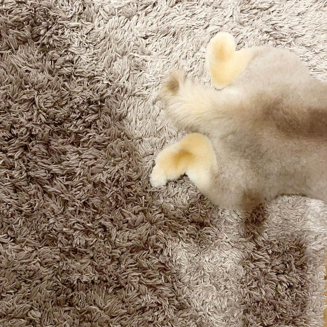 chiiika124さんのインスタグラム写真 - (chiiika124Instagram)「1枚目 その足はなんですの😂  2枚目 トリミングしてさっぱり✨  #ししまる #ししまるぐらむ #ポメラニアン #ポメ#ポメちゃん #pomeranian#pom #instadog#dogstagram #愛犬#ふわもこ部 #犬バカ部#癒し #pompom #チョコタン #柴犬カット #ワンコ部 #ワンコのいる生活」8月1日 16時19分 - chiika26