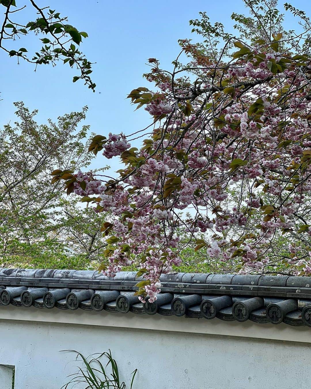 織田千穂さんのインスタグラム写真 - (織田千穂Instagram)「いすみ鉄道旅🚃 「大多喜駅🚉エリア観光」 ラストは…大多喜城🏯🌸 * 自転車🚲でお城までの上り坂を 頑張って上り切った所に 4月上旬に行ったので桜🌸が満開に咲いていました♡ そして…現在8月🍉w 4か月遅れですが次回からは5月投稿に突入w  🚃いすみ鉄道旅　9/9🚃  #いすみ鉄道 #最近の鉄活 #鉄道 #駅舎 #鉄分補給 #鉄道好きな人と繋がりたい #電車 #instatrip #train #最近の鉄活 #途中下車 #列車旅 #菜の花 #房総 #大多喜駅 #大多喜城」8月1日 16時27分 - chihoda