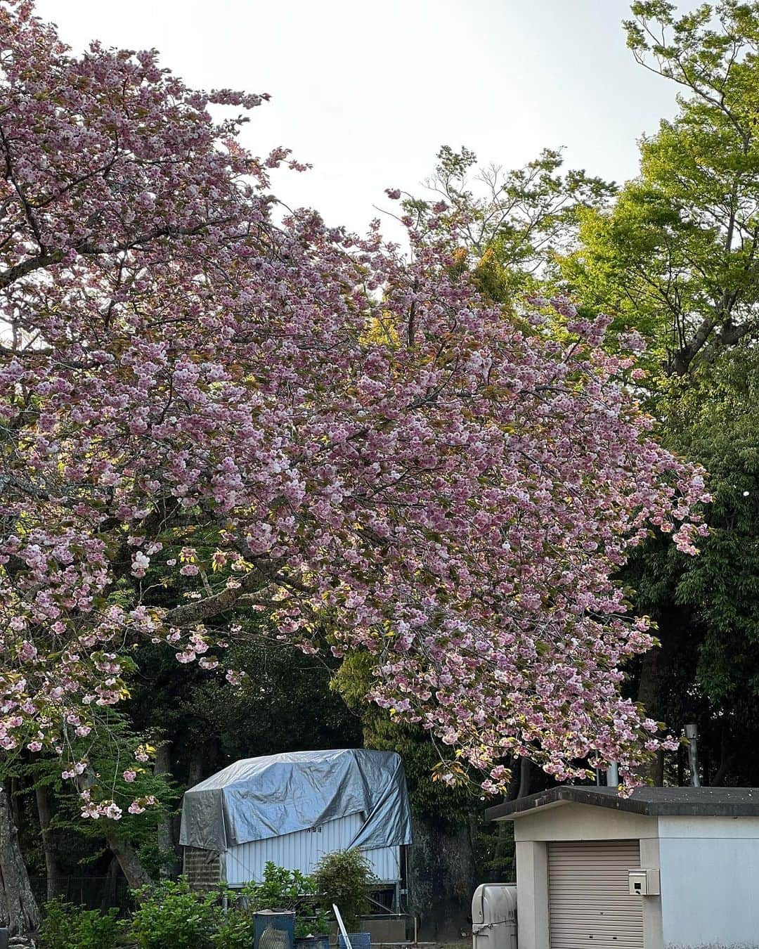 織田千穂さんのインスタグラム写真 - (織田千穂Instagram)「いすみ鉄道旅🚃 「大多喜駅🚉エリア観光」 ラストは…大多喜城🏯🌸 * 自転車🚲でお城までの上り坂を 頑張って上り切った所に 4月上旬に行ったので桜🌸が満開に咲いていました♡ そして…現在8月🍉w 4か月遅れですが次回からは5月投稿に突入w  🚃いすみ鉄道旅　9/9🚃  #いすみ鉄道 #最近の鉄活 #鉄道 #駅舎 #鉄分補給 #鉄道好きな人と繋がりたい #電車 #instatrip #train #最近の鉄活 #途中下車 #列車旅 #菜の花 #房総 #大多喜駅 #大多喜城」8月1日 16時27分 - chihoda