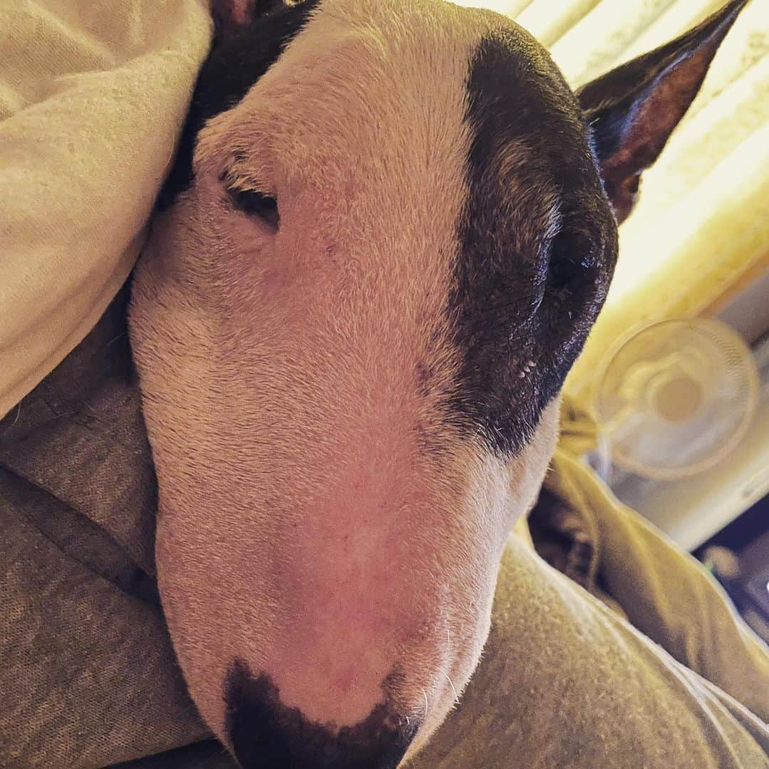 Q太郎さんのインスタグラム写真 - (Q太郎Instagram)「#minituru#bull#terrier#minibullterrier#miniturubullterrier#dog#dogstagram#cute#qtaro#love#family#ミニチュア#ブルテリア#ミニチュアブルテリア#Q太郎」8月1日 16時30分 - qtaro.jun