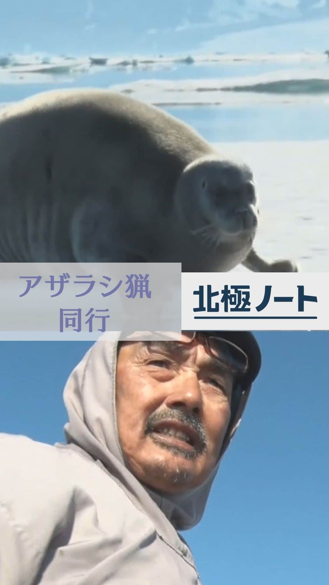 のインスタグラム：「【北極ノート】 ワモンアザラシ猟に同行 ボートで捜索すること2時間 ようやくアザラシ発見も狙ってた種類とは違うアゴヒゲアザラシで狩猟断念 ワモンよりアゴヒゲの方が大きいです アザラシは煮ても焼いてもおいしい 人間が食べられない部分は犬の餌になるので無駄はなし #松本と屋比久の北極滞在記　#北極ノート　#テレ朝news #アザラシ #アゴヒゲ　#自然　#nature　#北極」