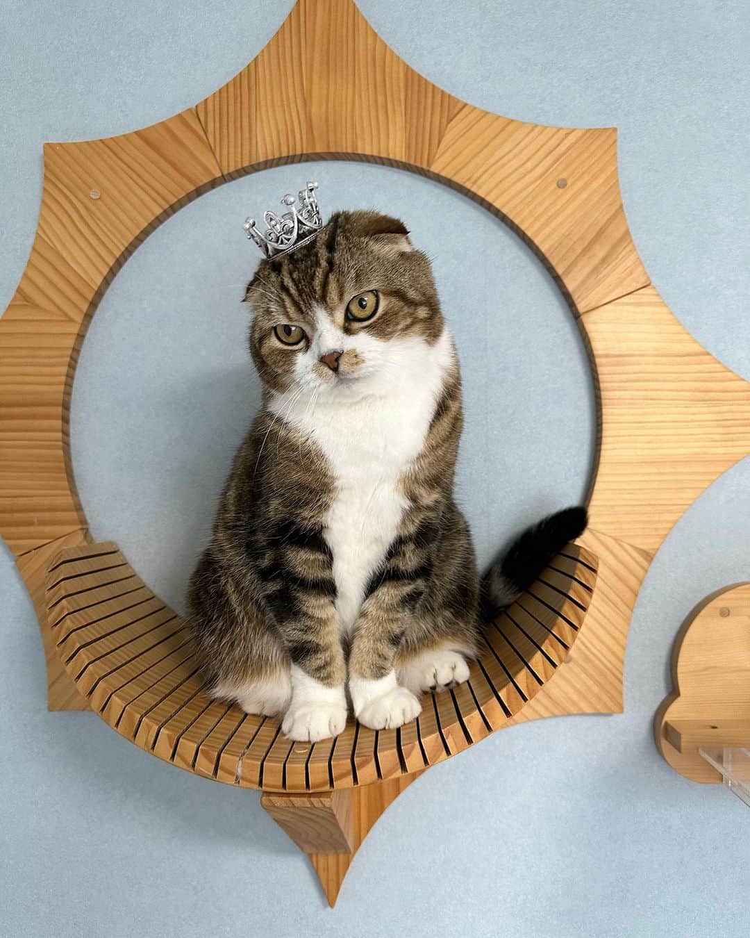 yayoi89さんのインスタグラム写真 - (yayoi89Instagram)「my prince 👑  Uzura 🐵  私のベッドの上の太陽🌞 毎朝誰かがここにいる 可愛くて見つめてると 降りてくる💘 (タラちゃんは落ちてくる)  #weeklyfluff #cat #adorable #catstagram #scottishfold #tabbycat #catlovers #catoftheday #instapaws #cutecat #instapet #9gag @cats_of_instagram  #ねこ #猫 #ねこのいる生活 #スコティッシュフォールド #猫とインテリア #かわいい #猫のいる暮らし #ふわもこ部 #猫がいる生活 #キャットステップ #myzoo」8月1日 17時27分 - yayoi89